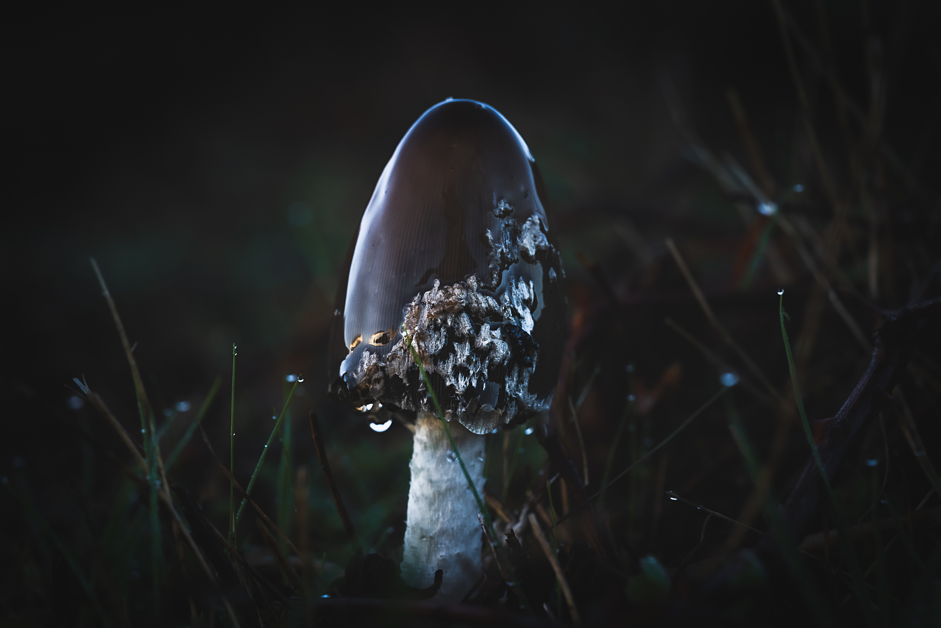 Macro photographie de champignons par Sandy Berthaud