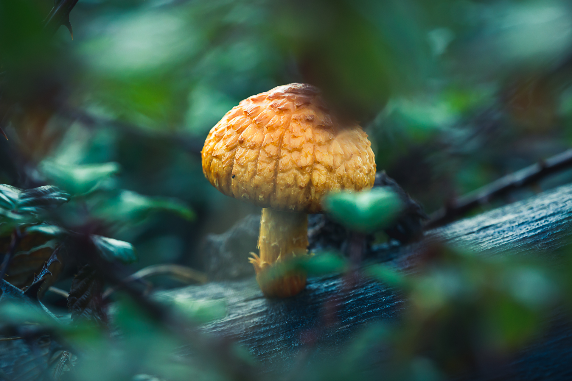 Macro photographie de champignons par Sandy Berthaud