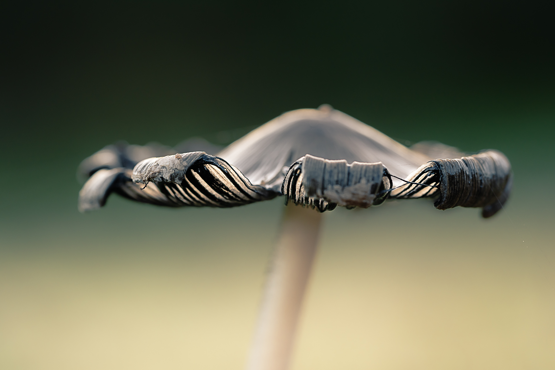 Macro photographie de champignons par Sandy Berthaud