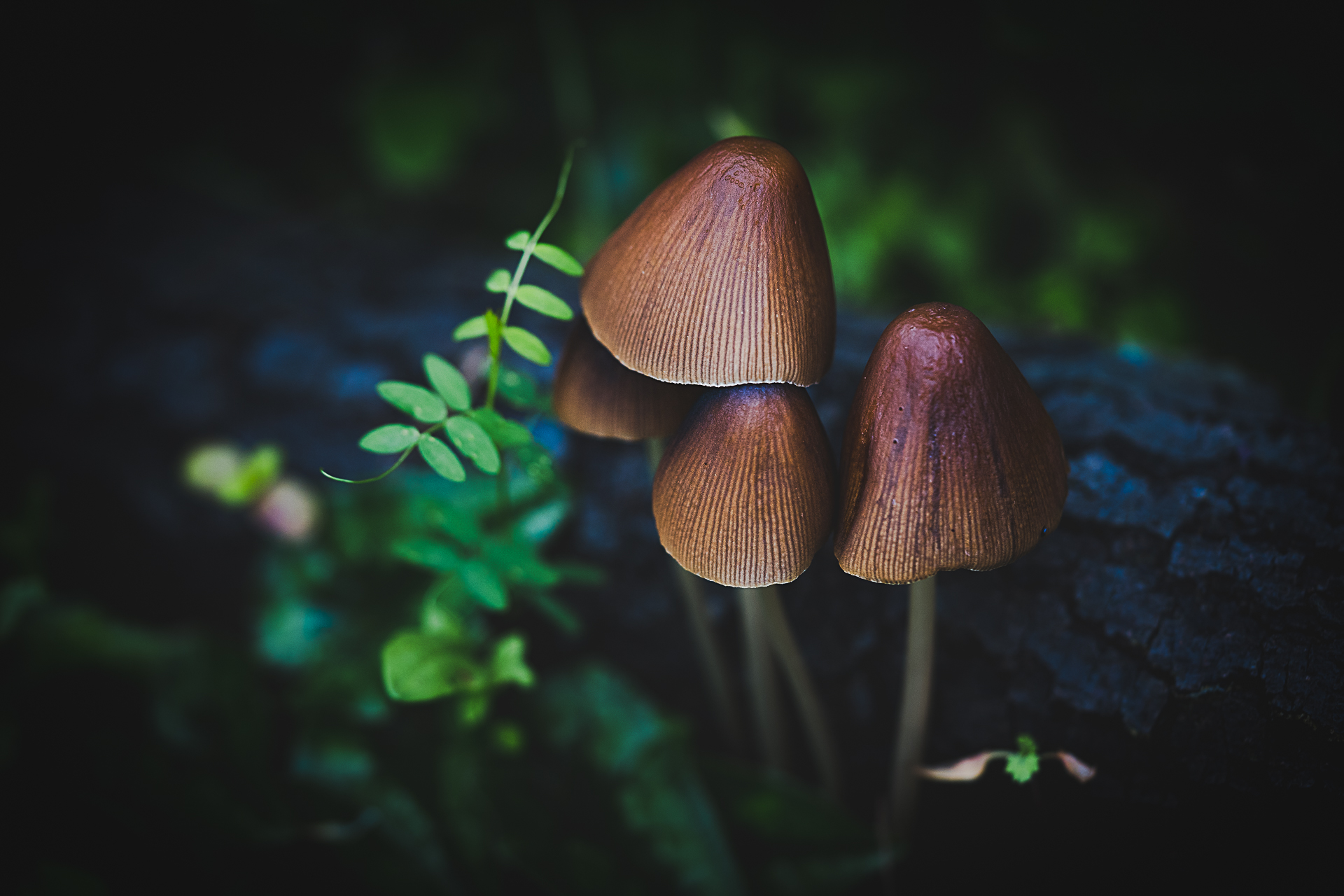 Macro photographie de champignons par Sandy Berthaud