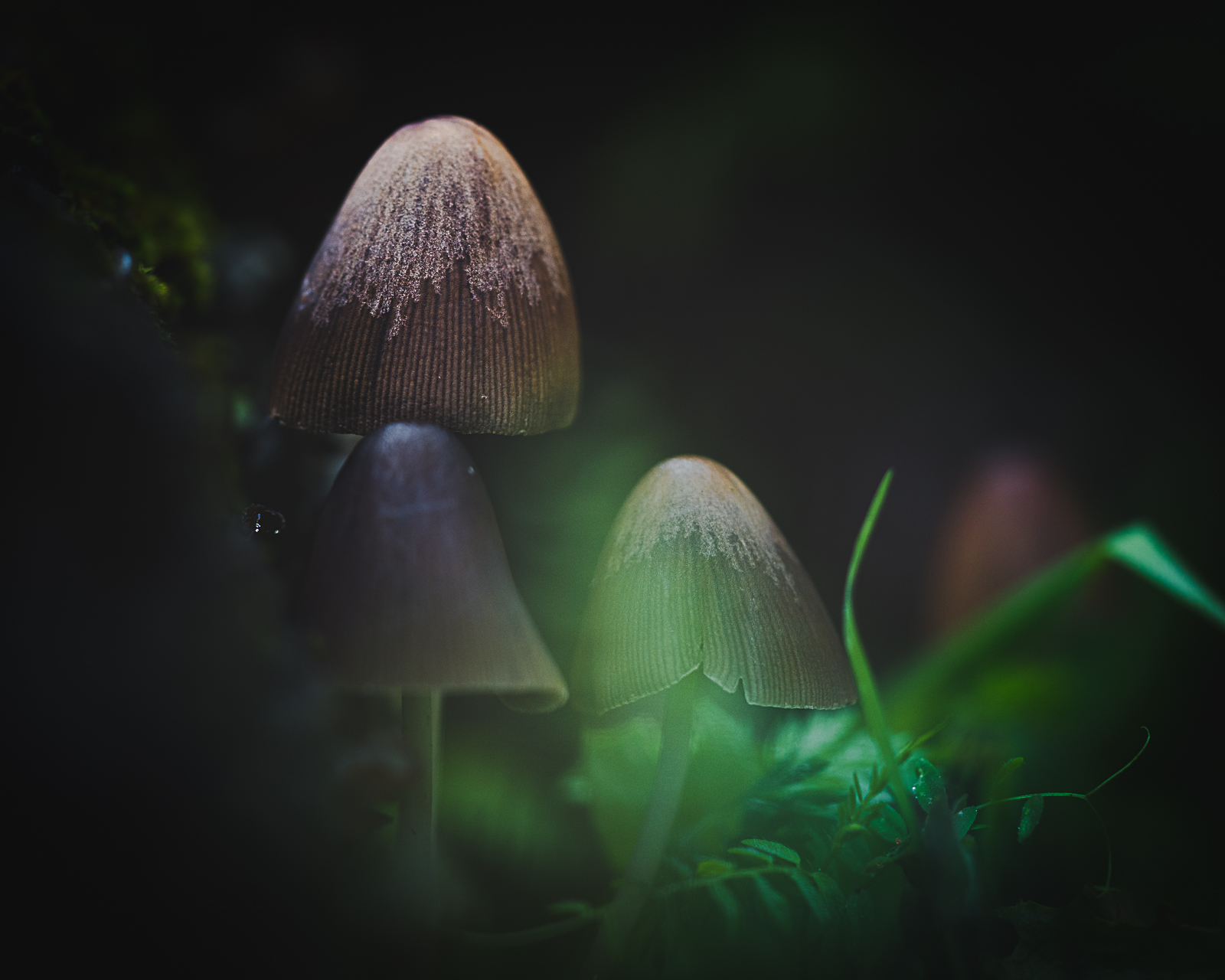 Macro photographie de champignons par Sandy Berthaud