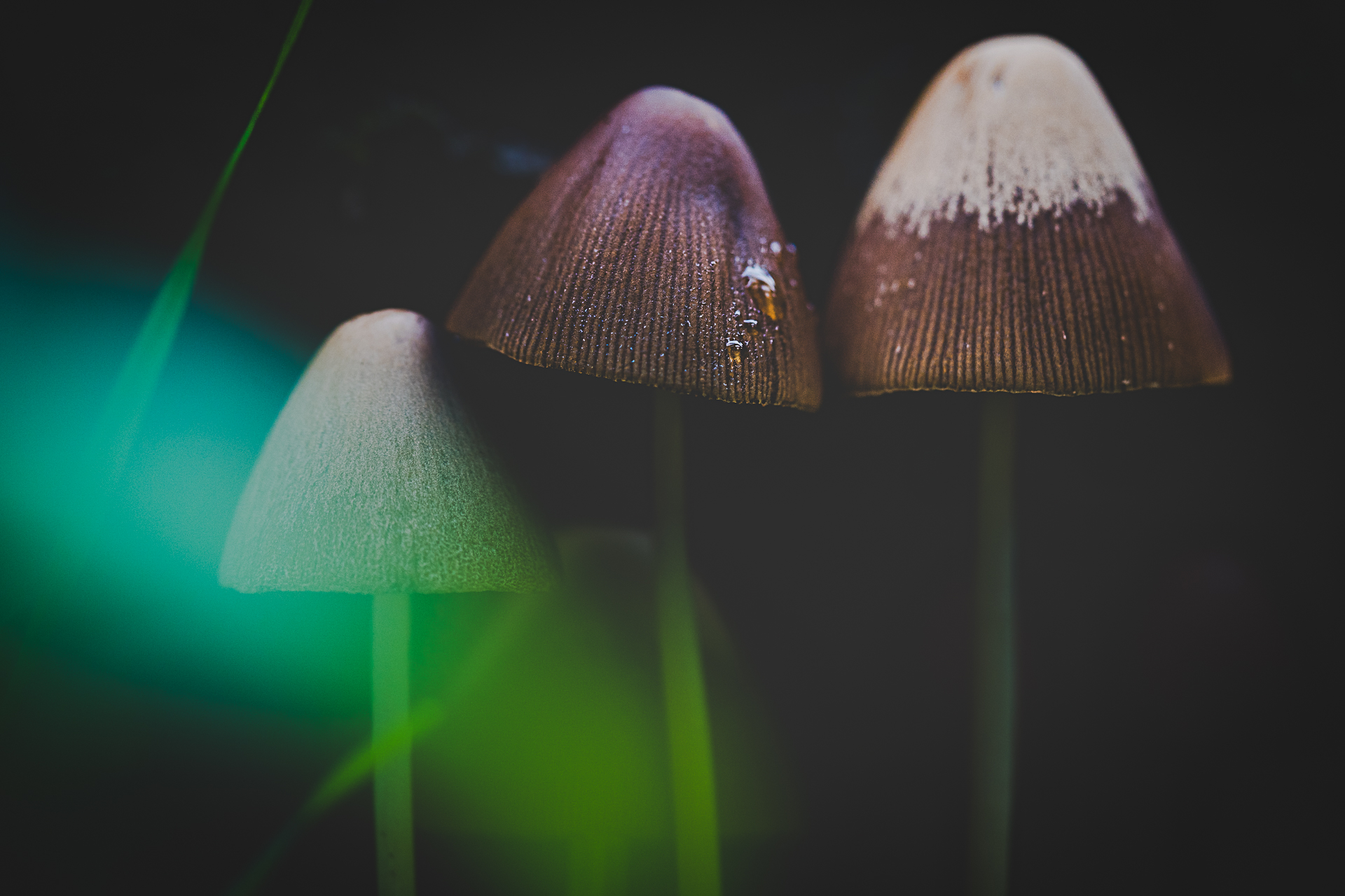 Macro photographie de champignons par Sandy Berthaud