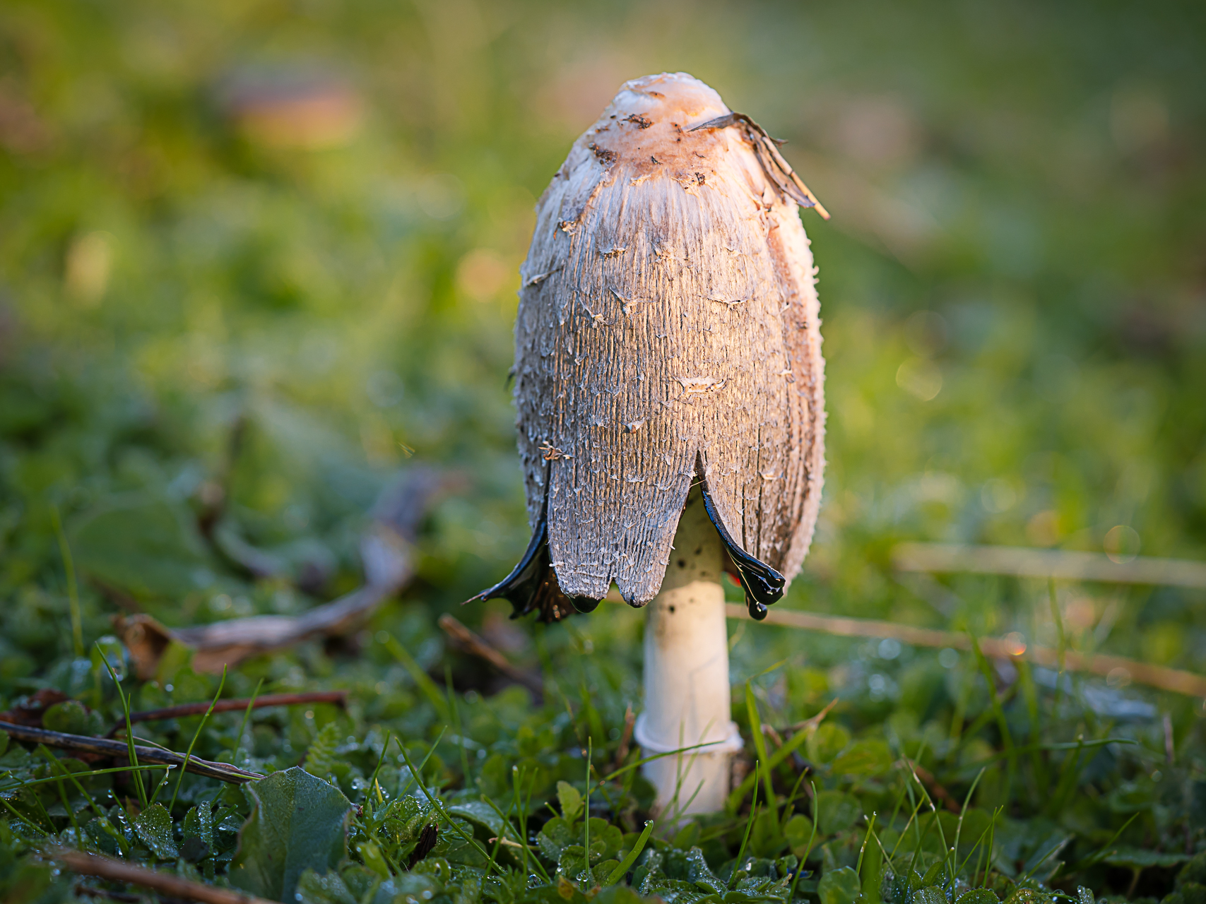 Macro photographie de champignons par Sandy Berthaud