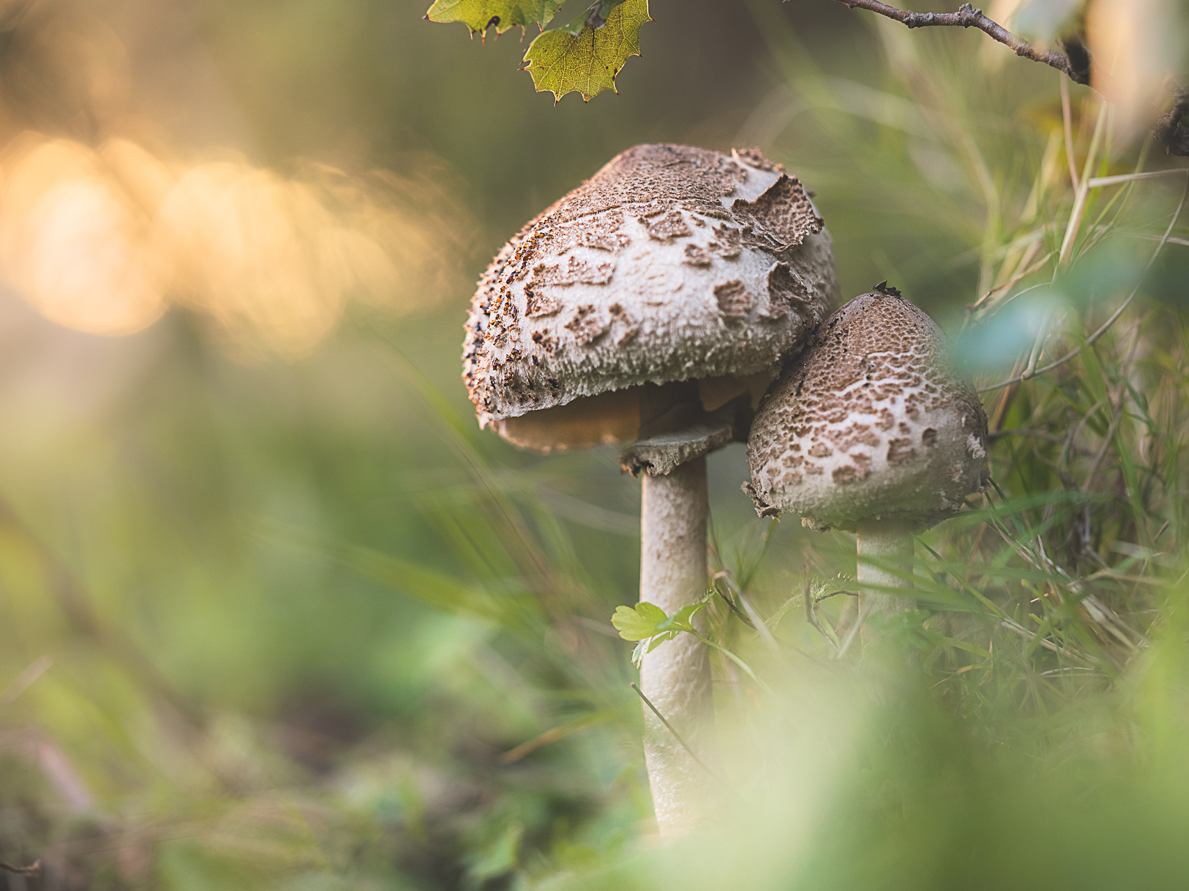 Macro photographie de champignons par Sandy Berthaud