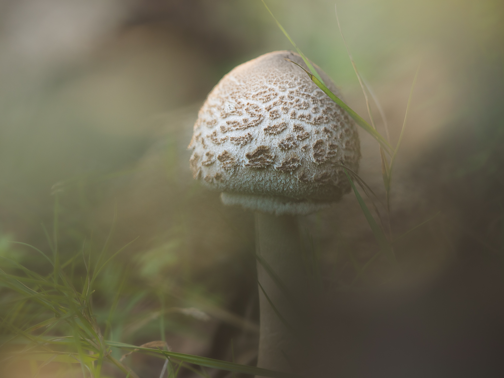 Macro photographie de champignons par Sandy Berthaud