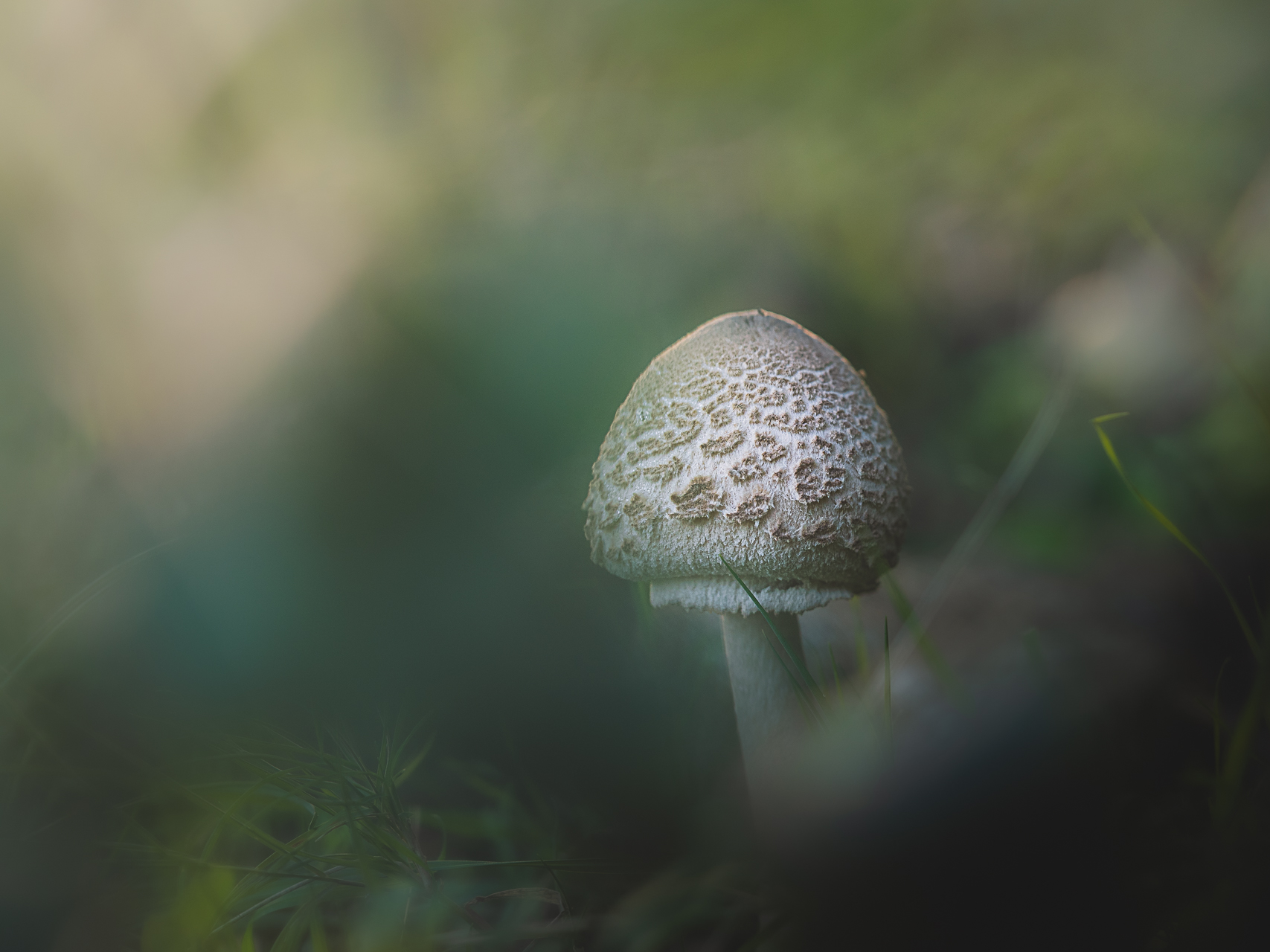Macro photographie de champignons par Sandy Berthaud