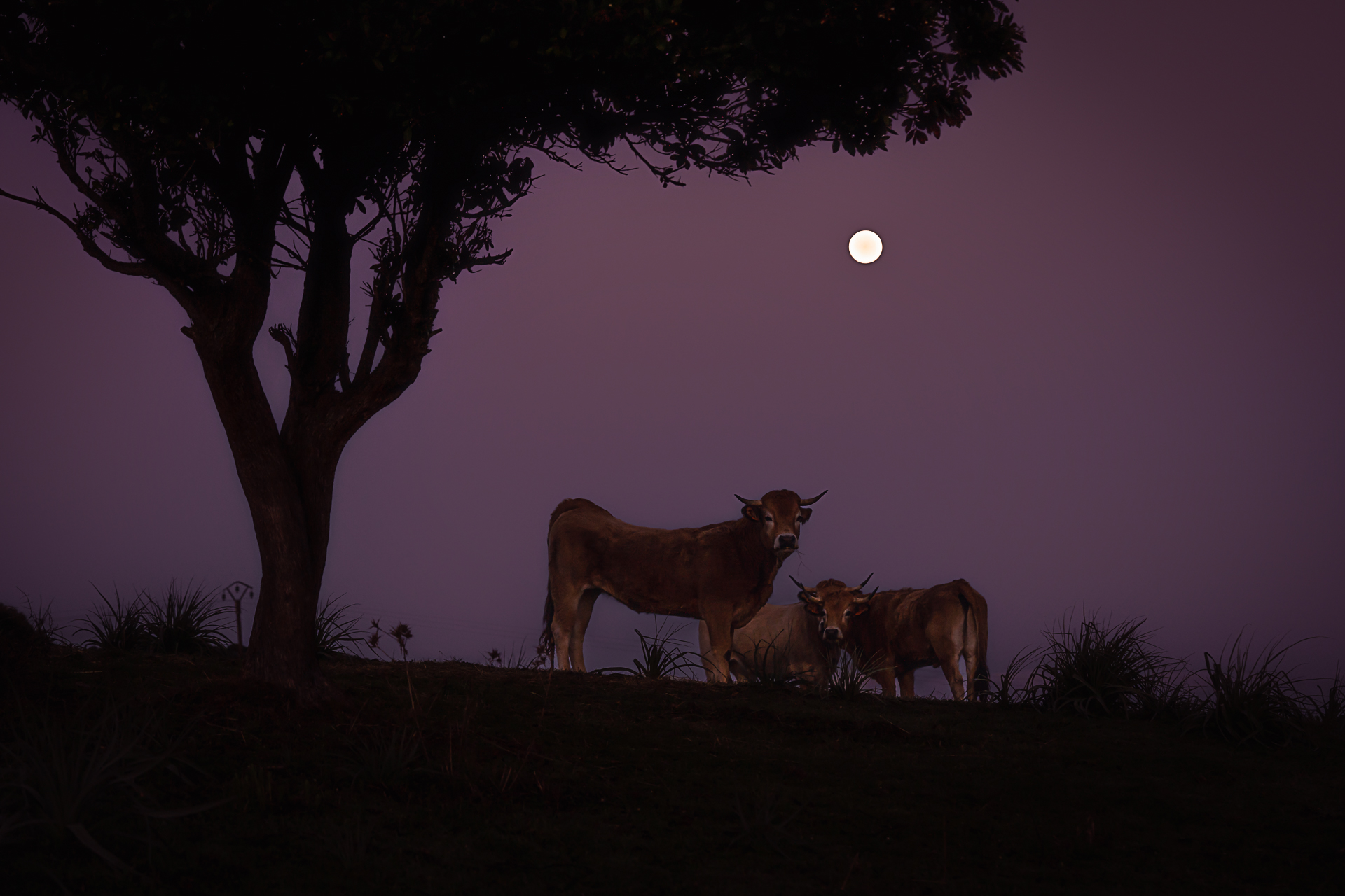 Photo de la pleine lune par Sandy Berthaud