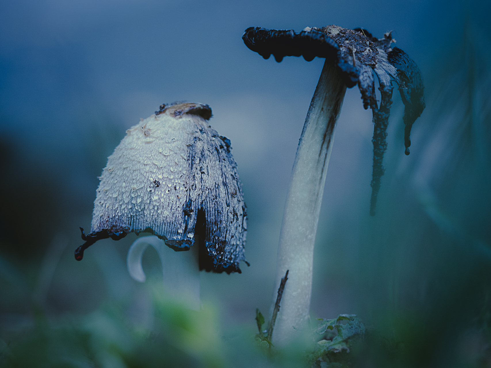 Macro photographie de champignons par Sandy Berthaud