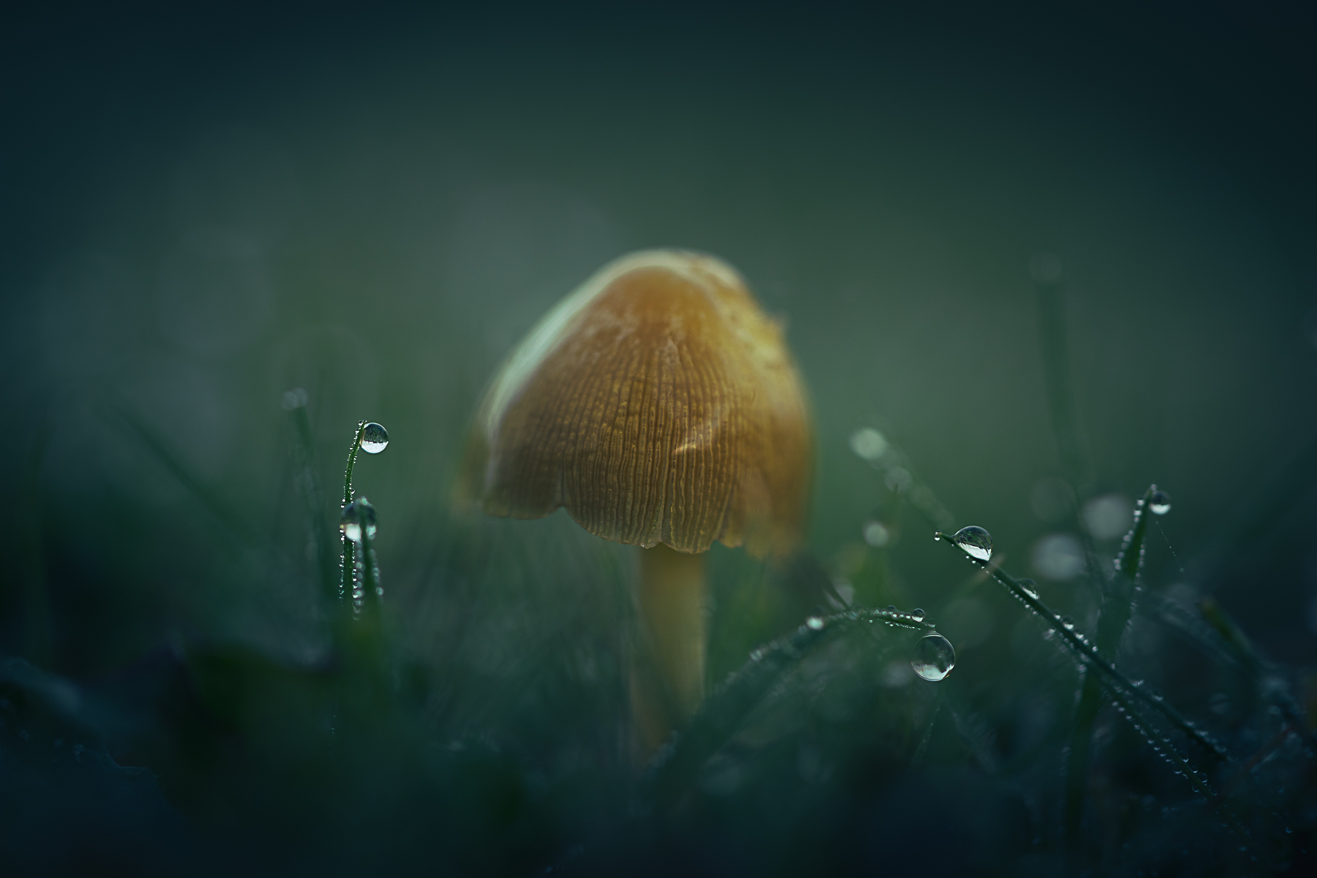 Macro photographie de champignons par Sandy Berthaud