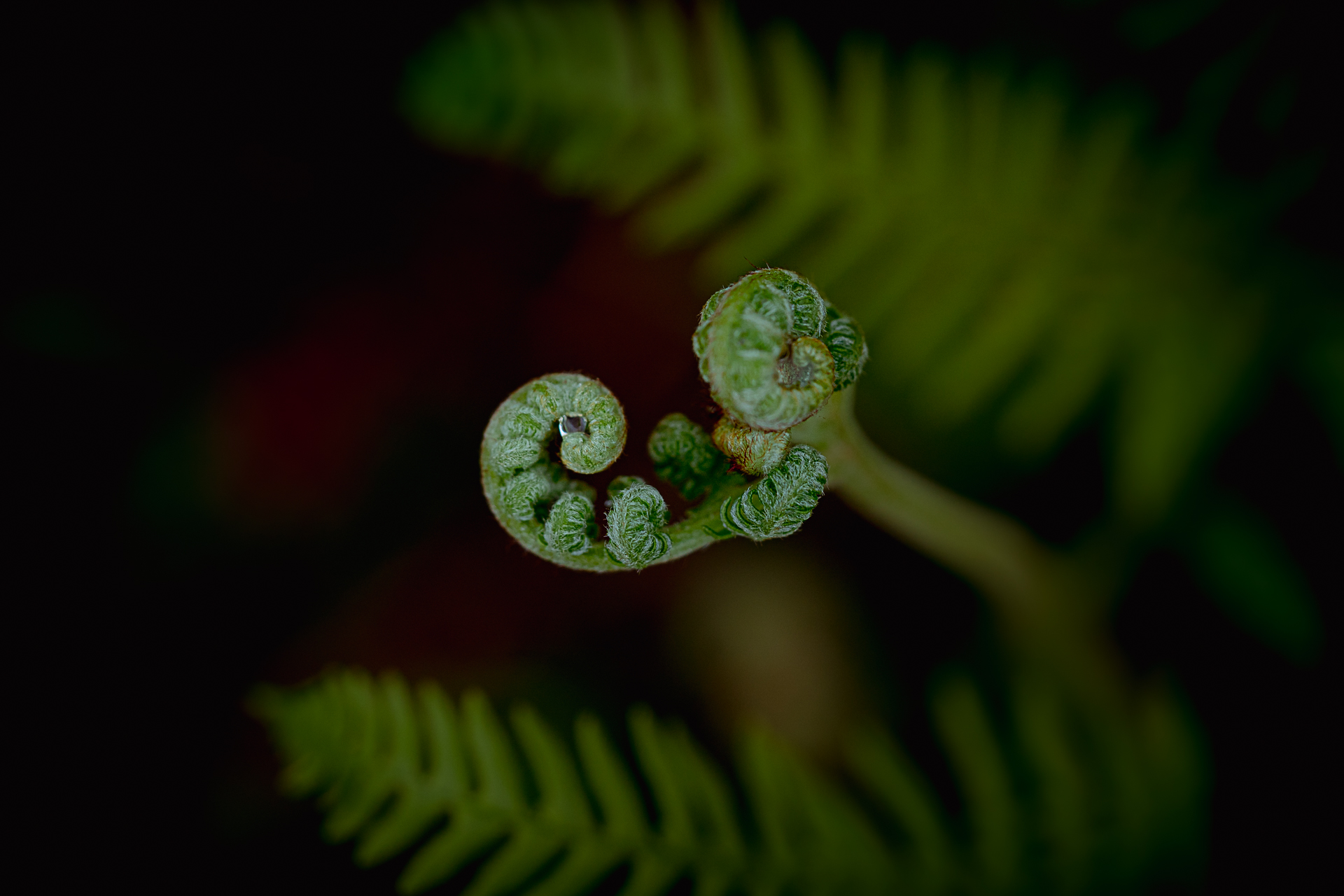 Macro photographie de nature par Sandy Berthaud