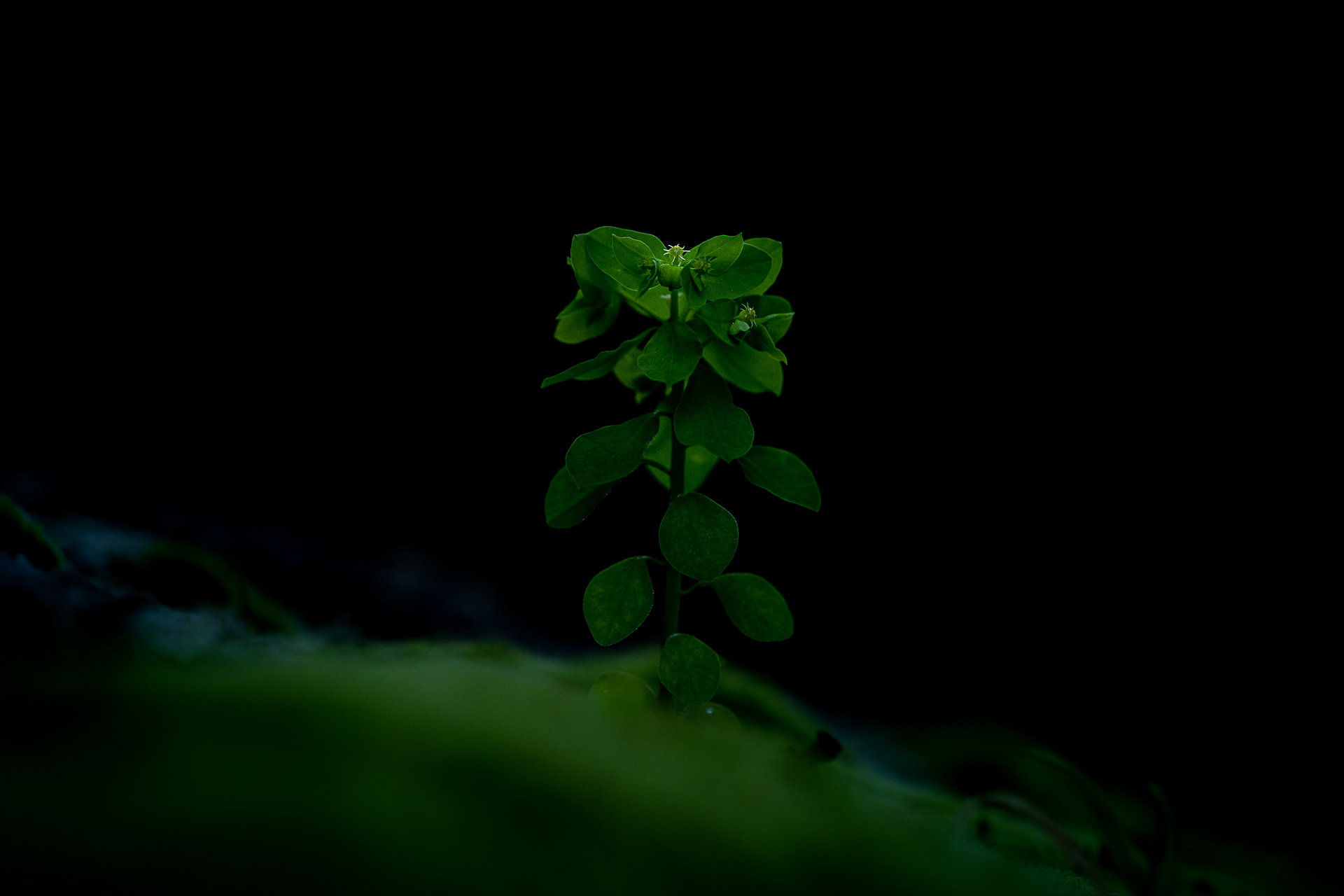 Macro photographie de nature par Sandy Berthaud