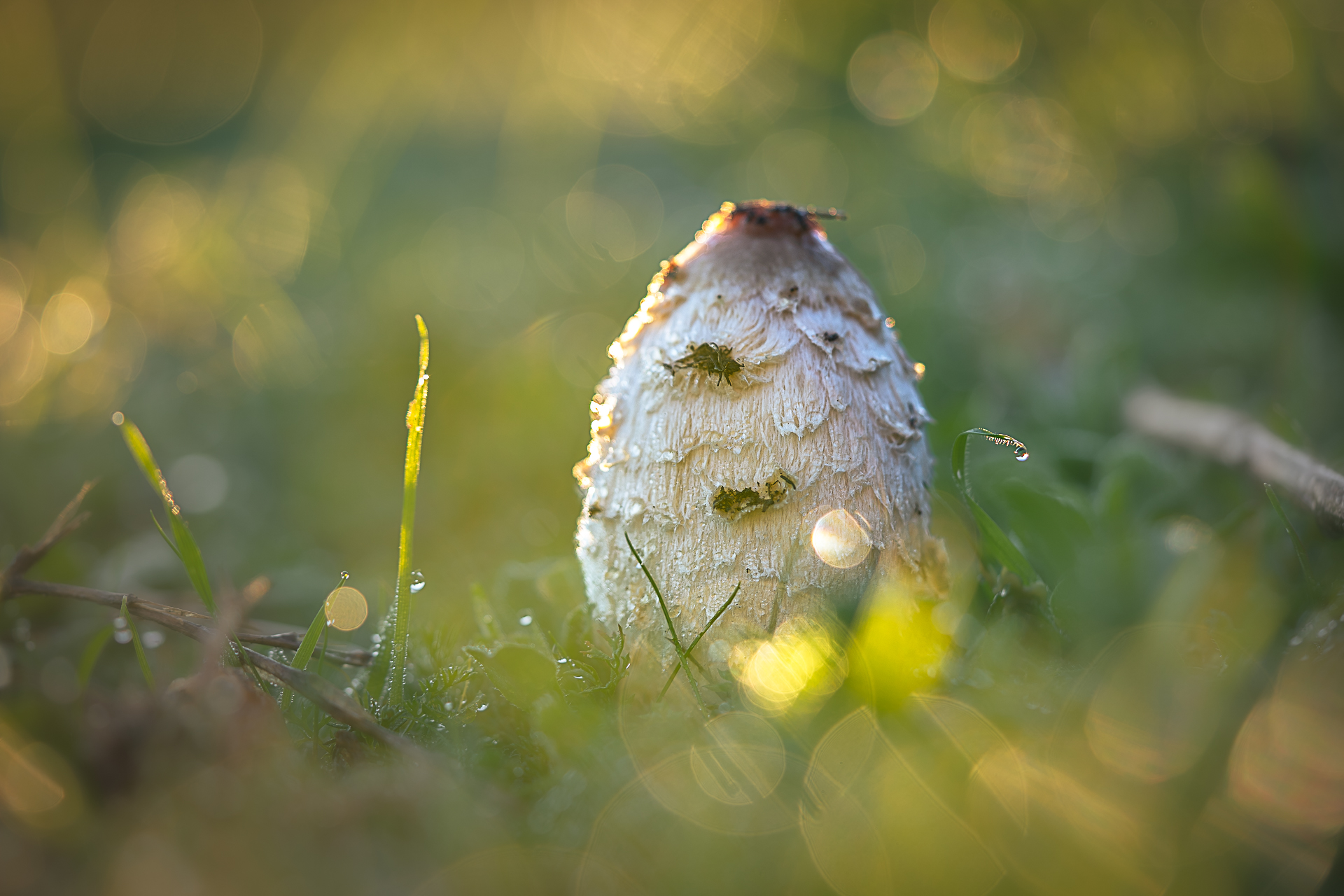 Macro photographie de champignons par Sandy Berthaud