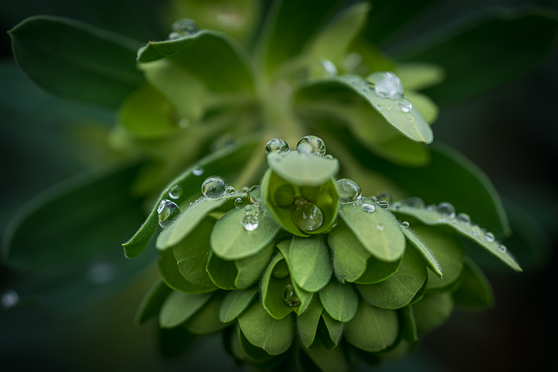 Photographie de nature par Sandy Berthaud photographie