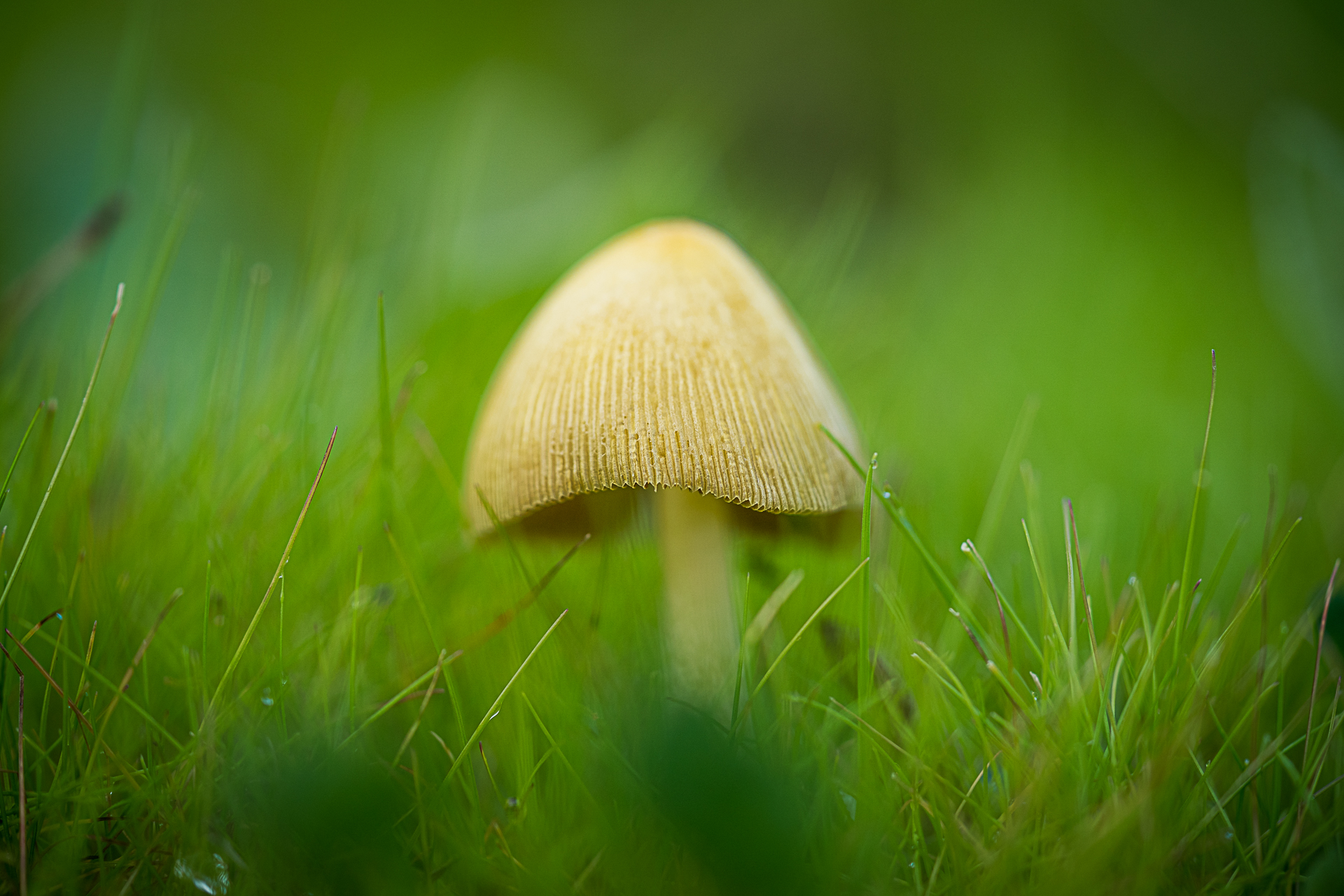 Macro photographie de champignons par Sandy Berthaud