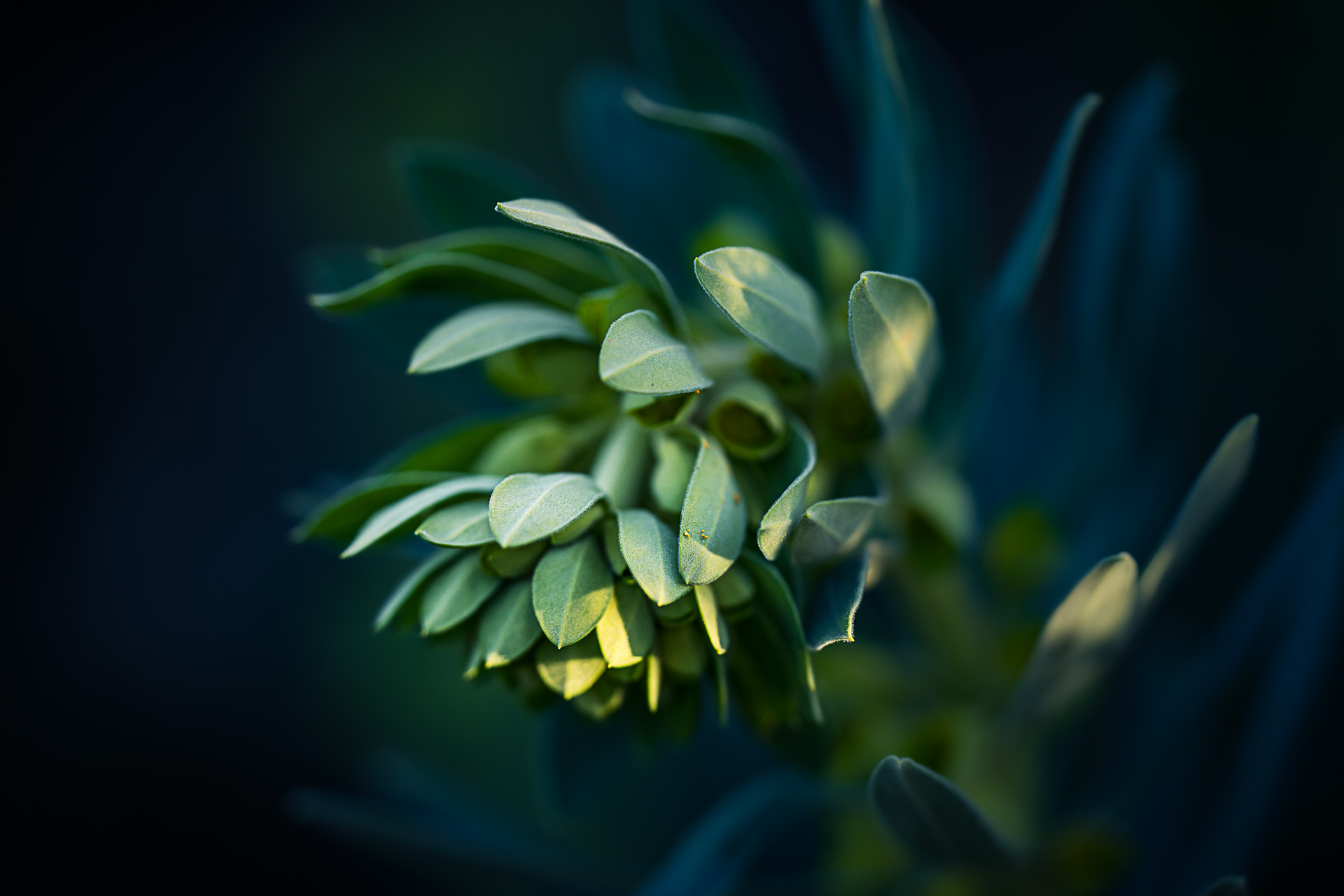 Photographie de nature par Sandy Berthaud photographie