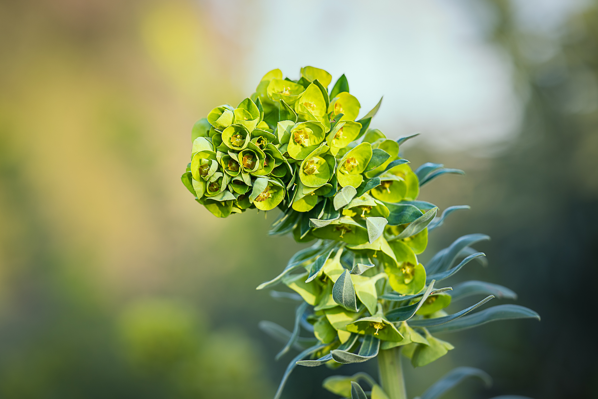 Photographie de nature par Sandy Berthaud photographie