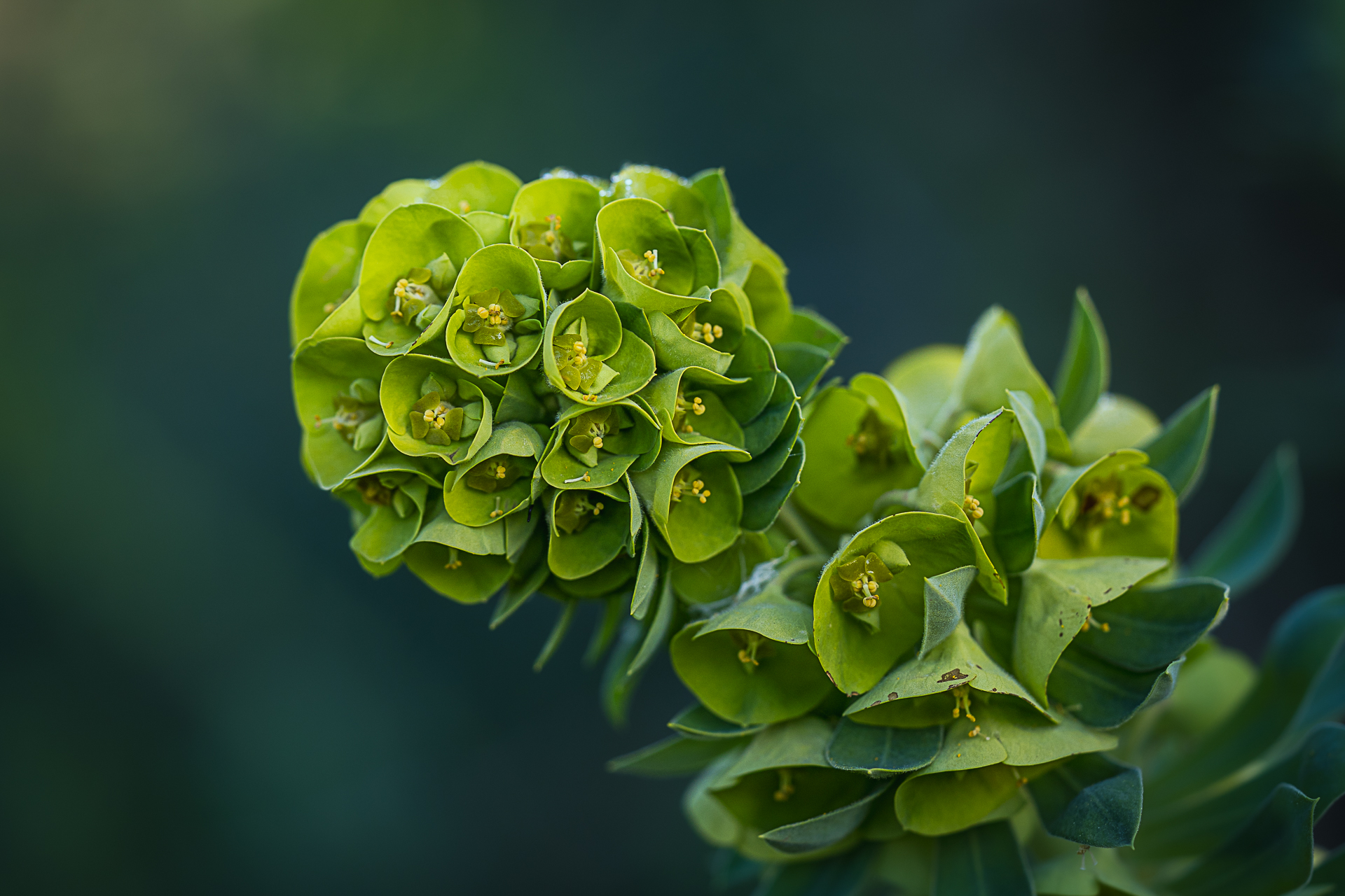 Photographie de nature par Sandy Berthaud photographie