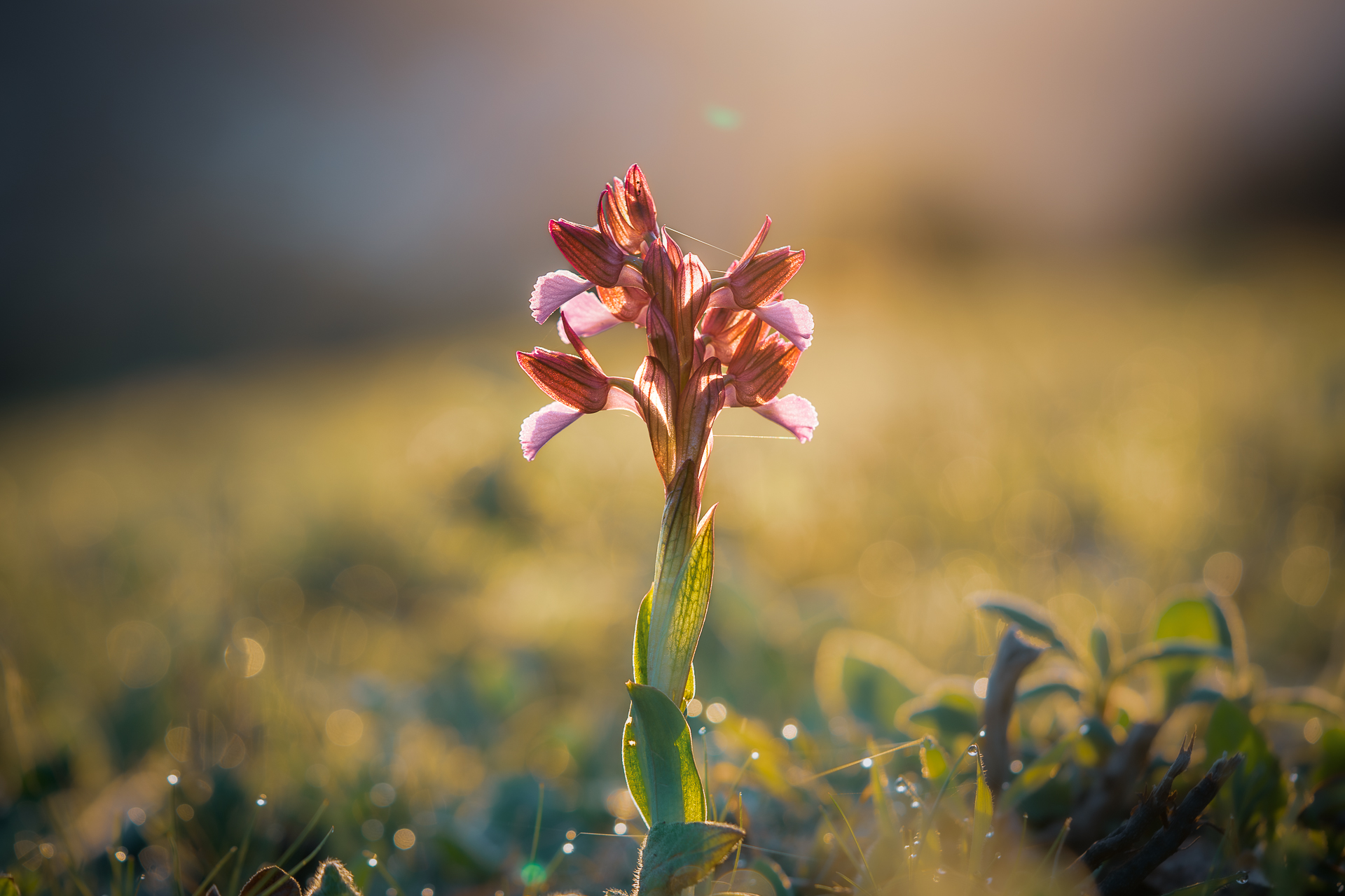 Photographie de nature par Sandy Berthaud photographie