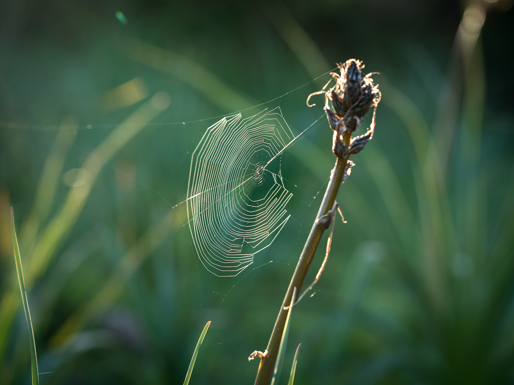 Photographie de nature par Sandy Berthaud photographie