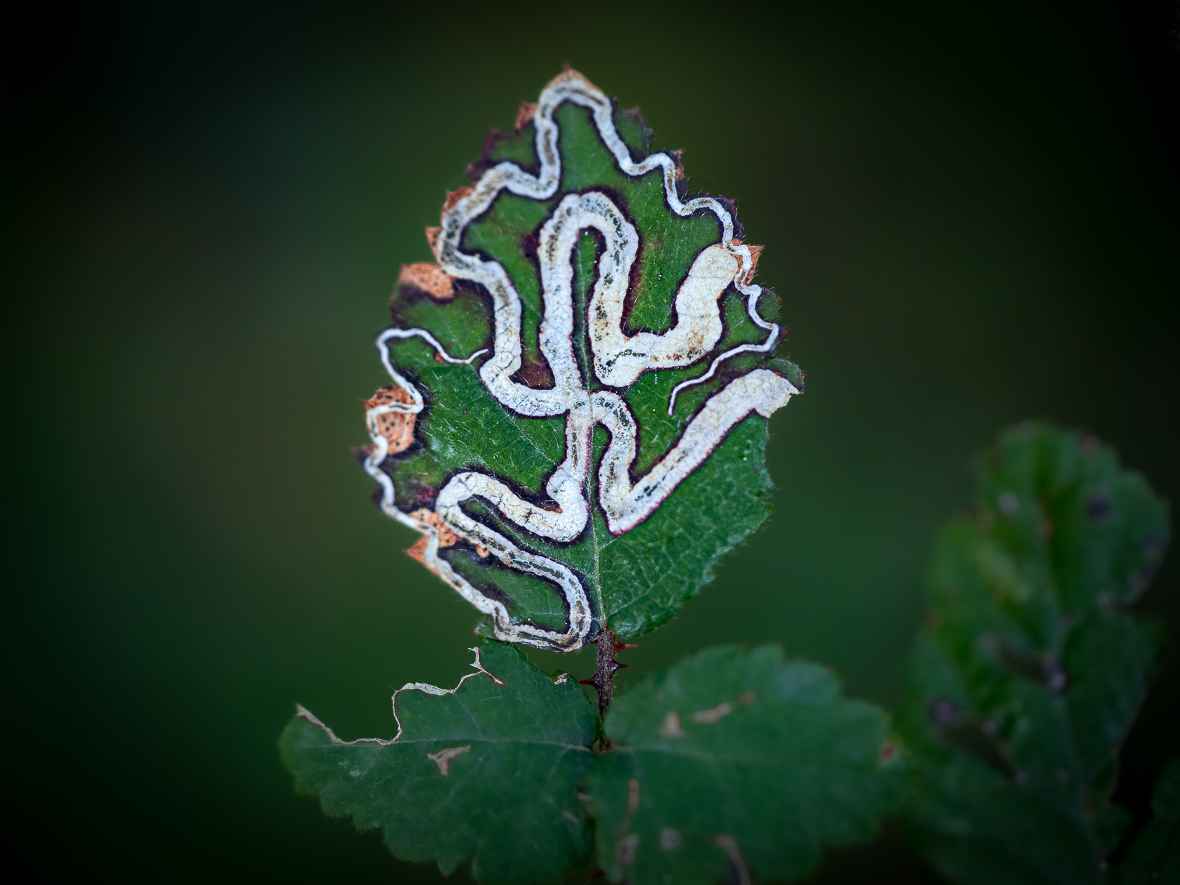 Photographie de nature par Sandy Berthaud photographie
