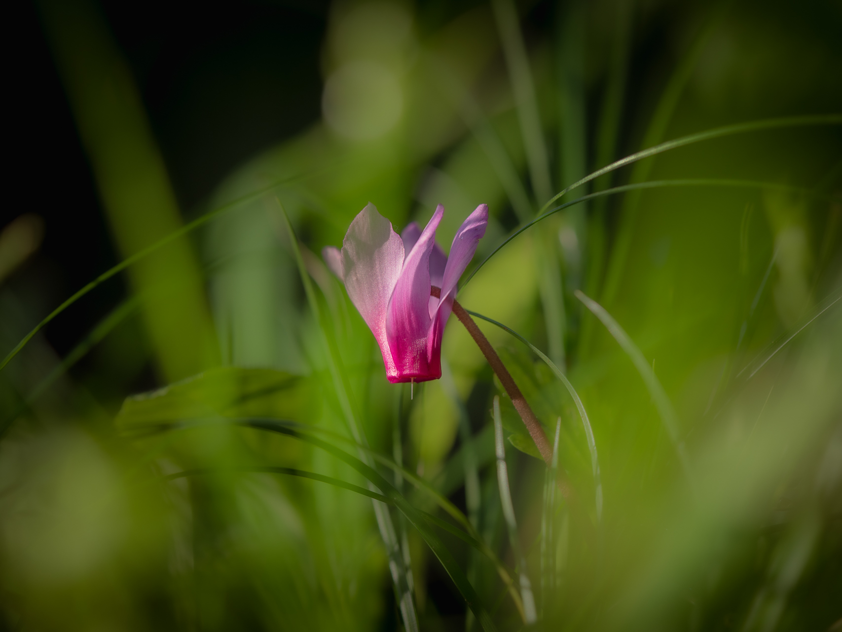 Photographie de nature par Sandy Berthaud photographie