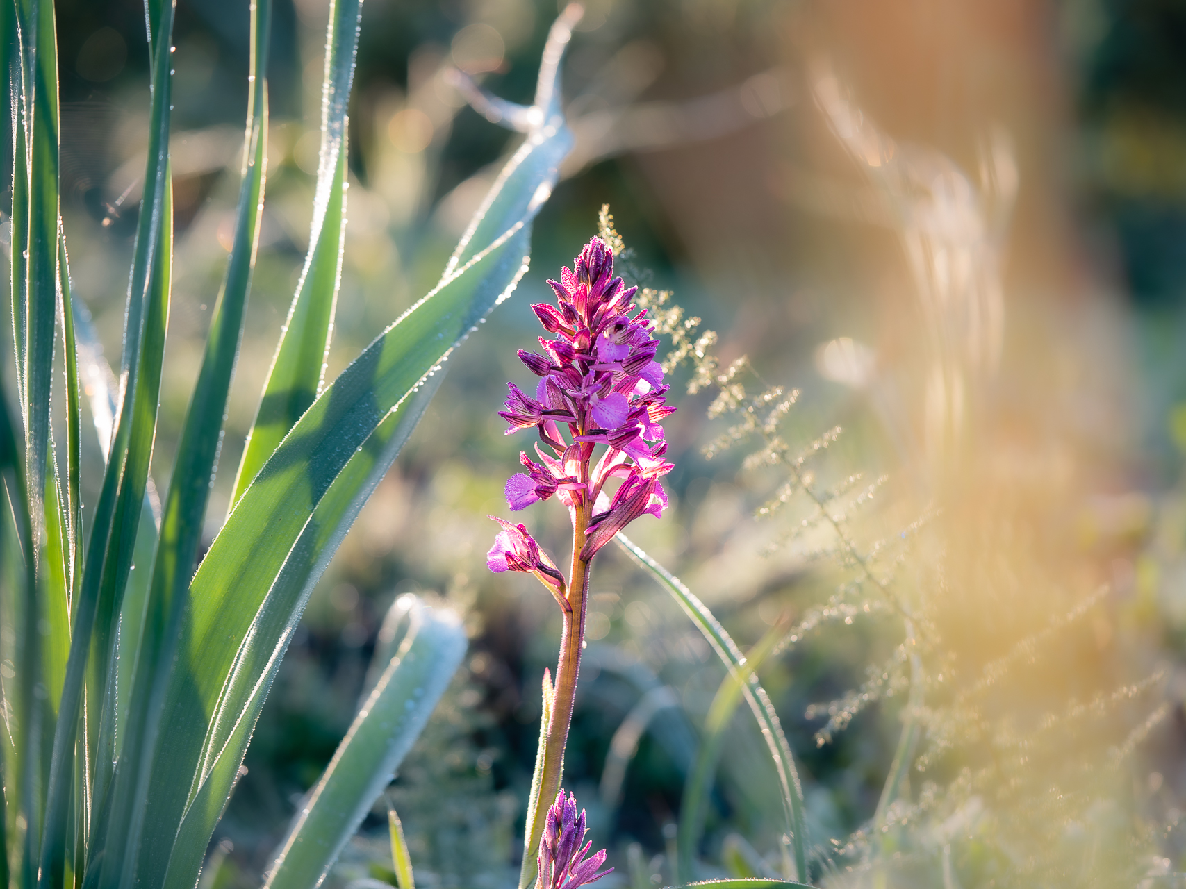 Photographie de nature par Sandy Berthaud photographie