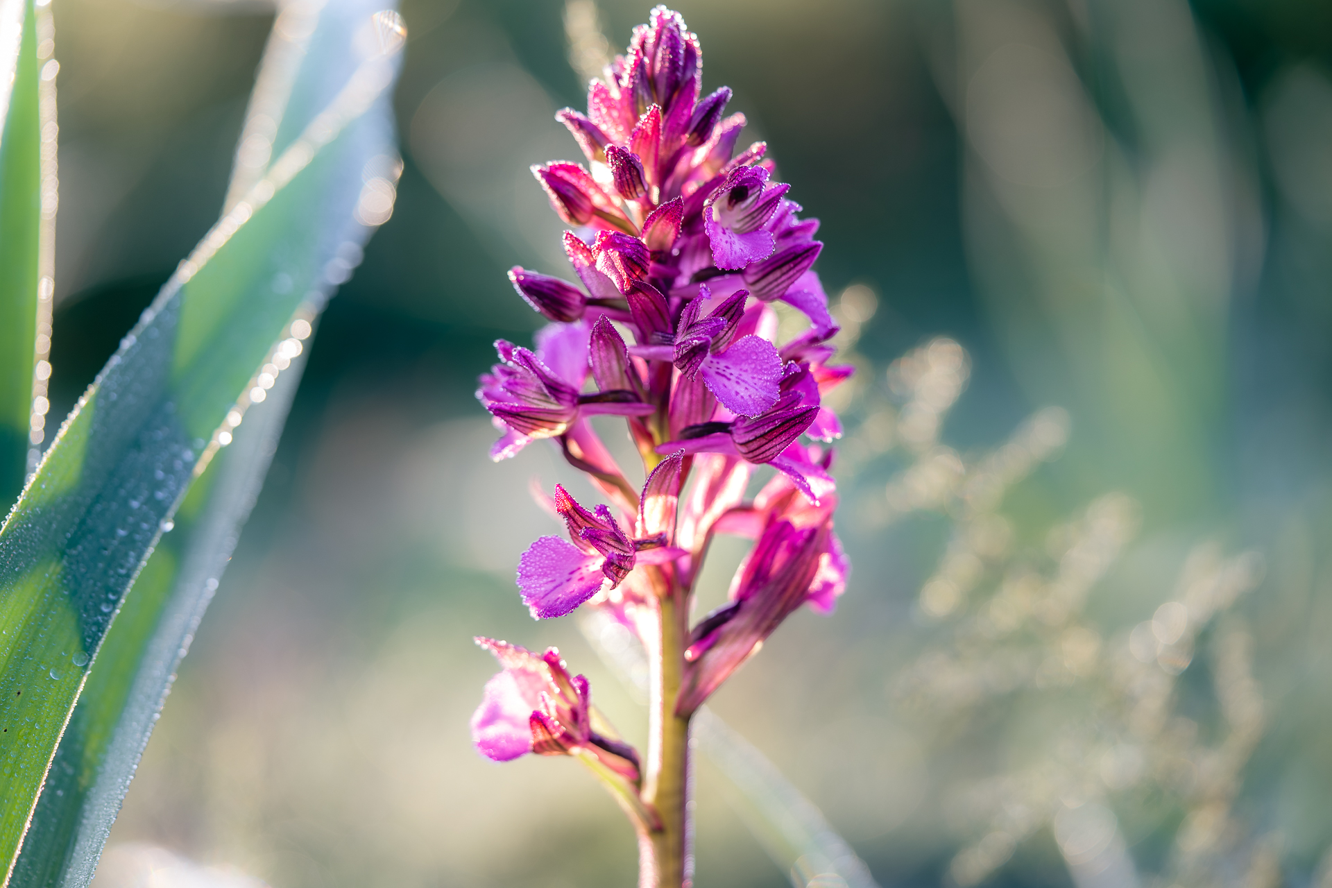 Photographie de nature par Sandy Berthaud photographie