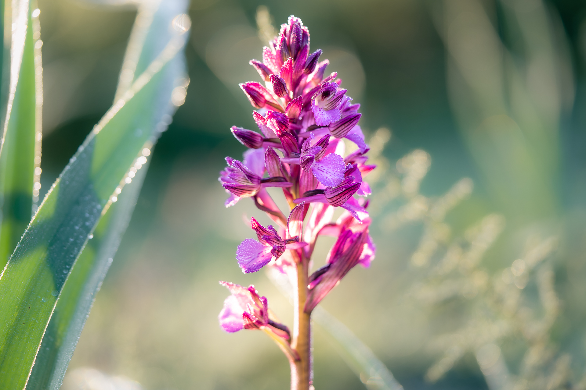 Photographie de nature par Sandy Berthaud photographie