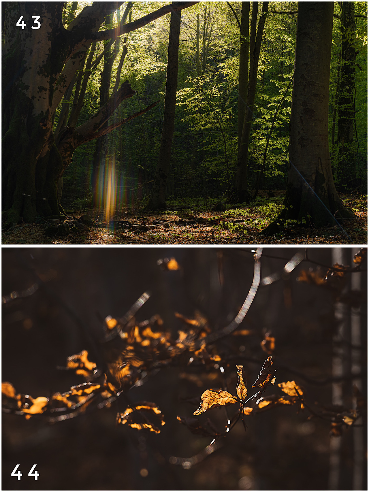Cartes postales toucher peau de pêche nature, paysages, macro par Sandy Berthaud Photographie