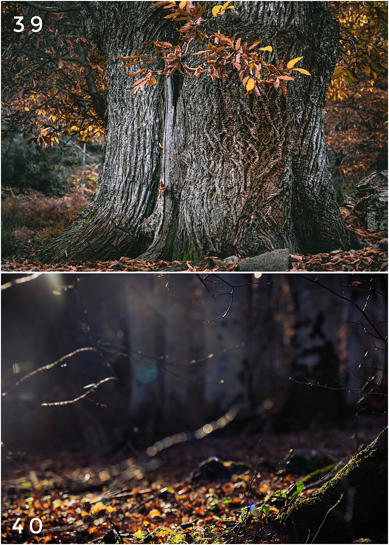 Cartes postales toucher peau de pêche nature, paysages, macro par Sandy Berthaud Photographie
