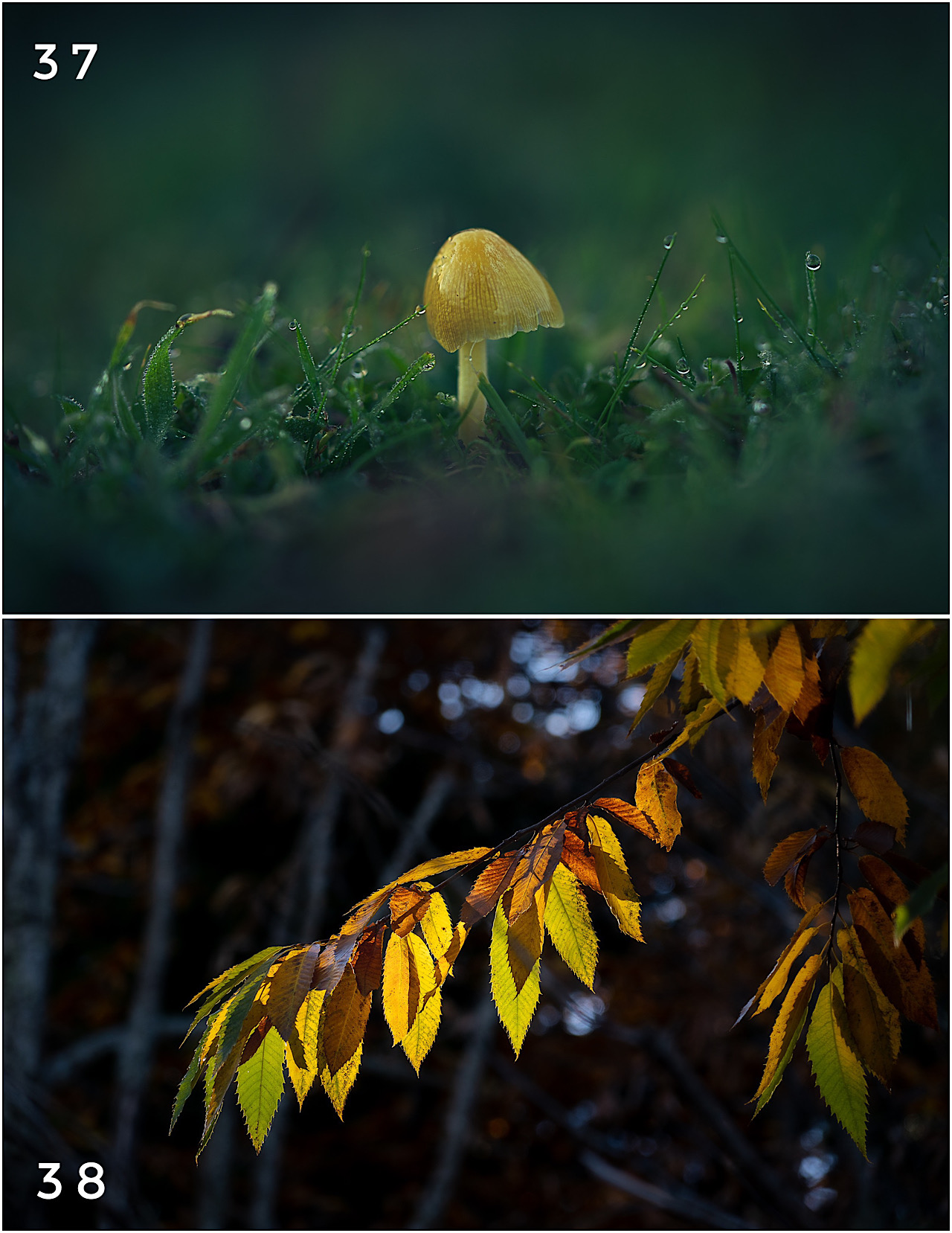 Cartes postales toucher peau de pêche nature, paysages, macro par Sandy Berthaud Photographie