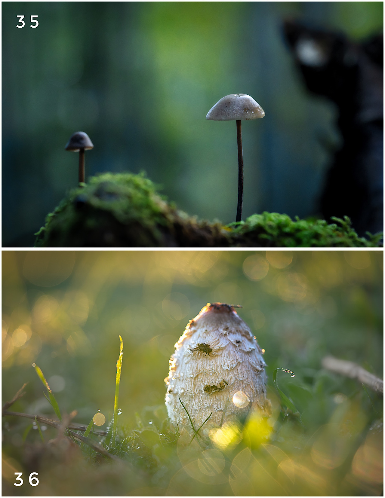 Cartes postales toucher peau de pêche nature, paysages, macro par Sandy Berthaud Photographie