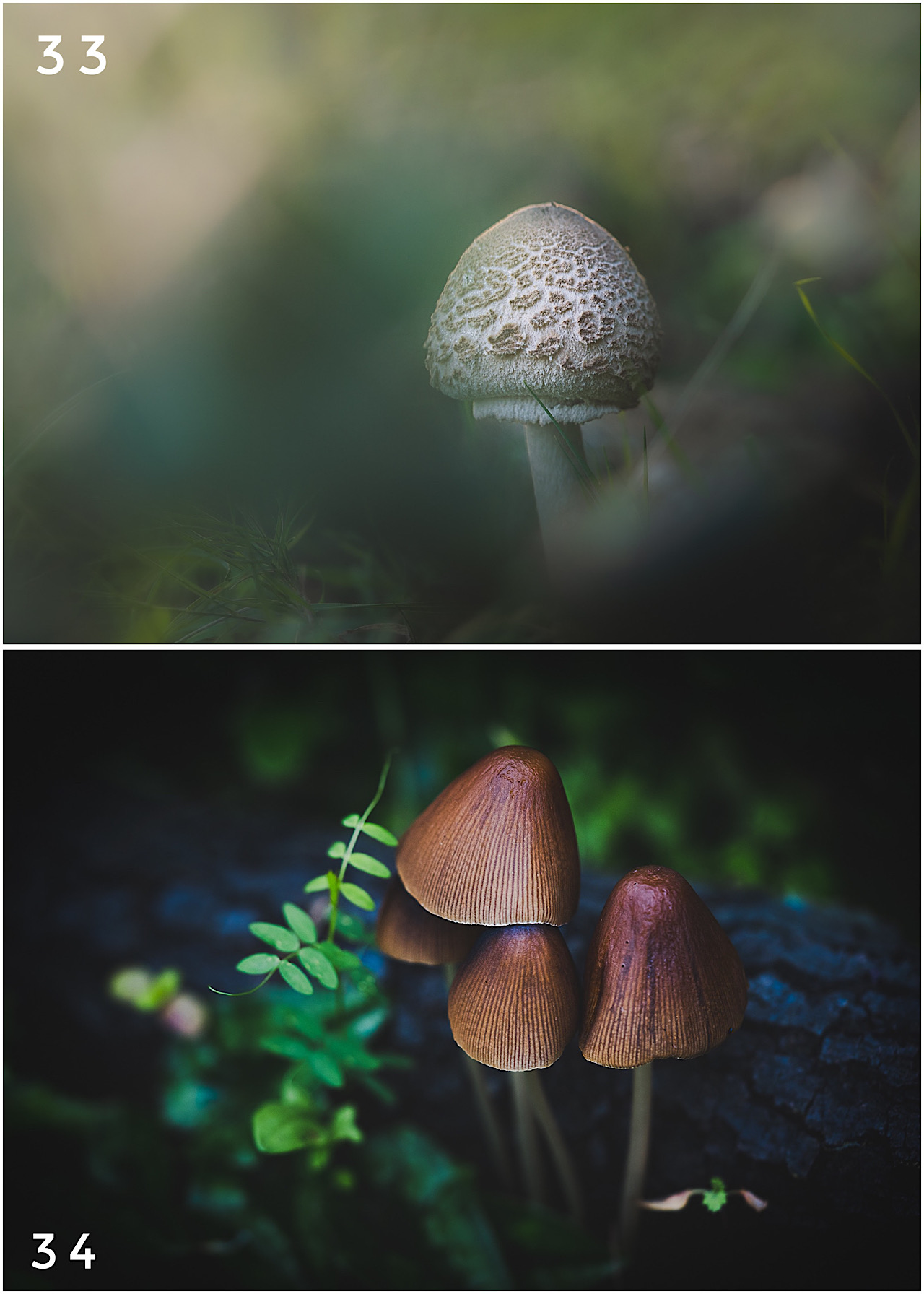 Cartes postales toucher peau de pêche nature, paysages, macro par Sandy Berthaud Photographie