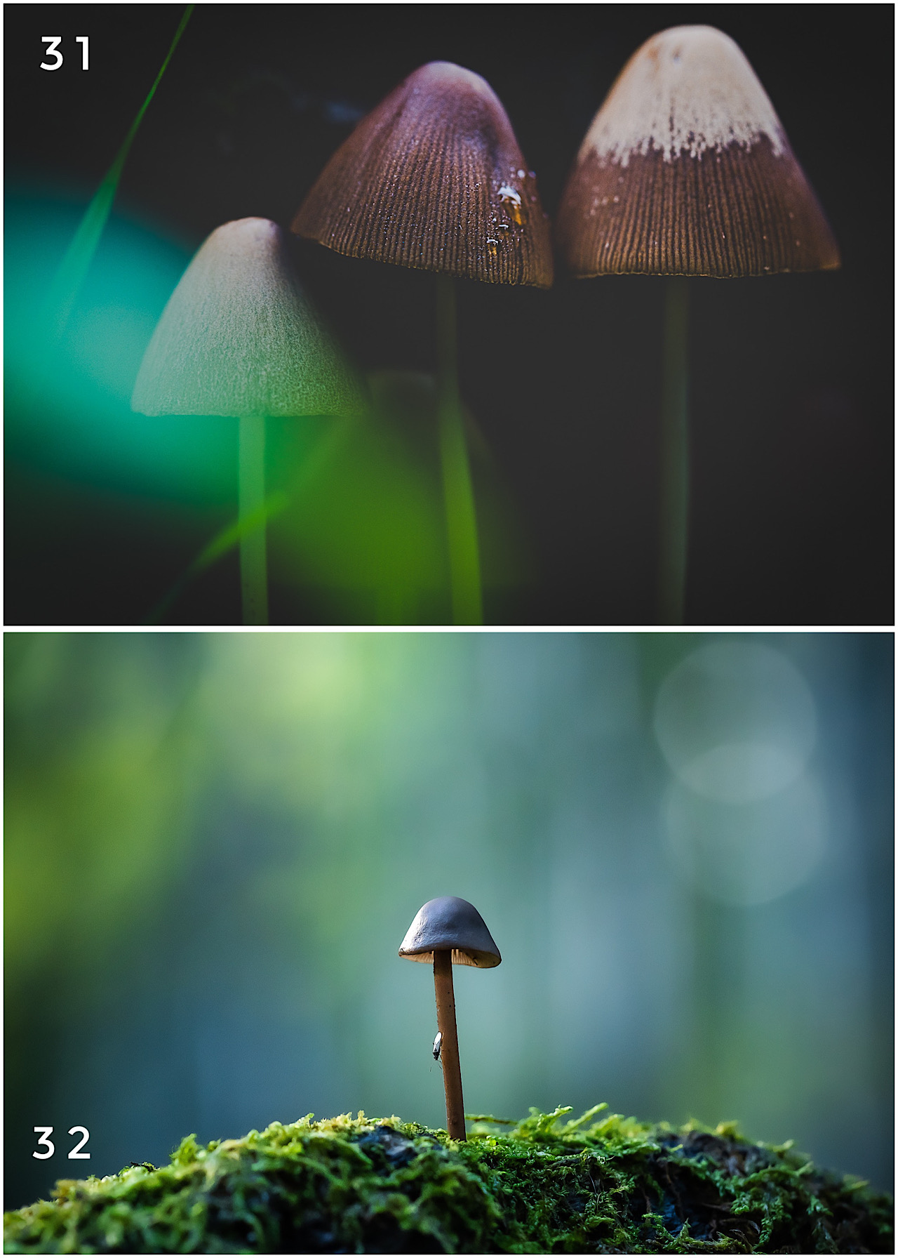 Cartes postales toucher peau de pêche nature, paysages, macro par Sandy Berthaud Photographie