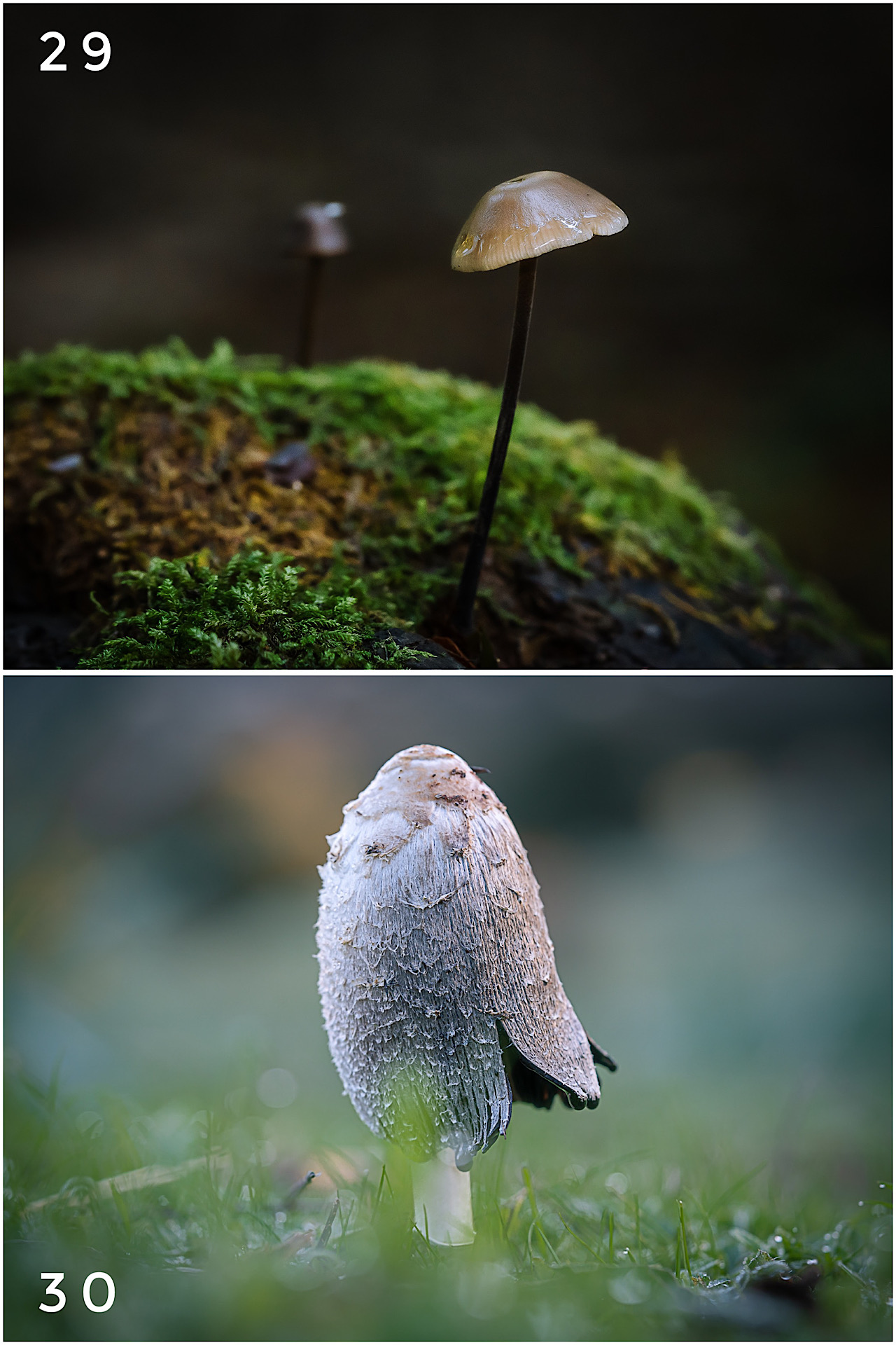 Cartes postales toucher peau de pêche nature, paysages, macro par Sandy Berthaud Photographie