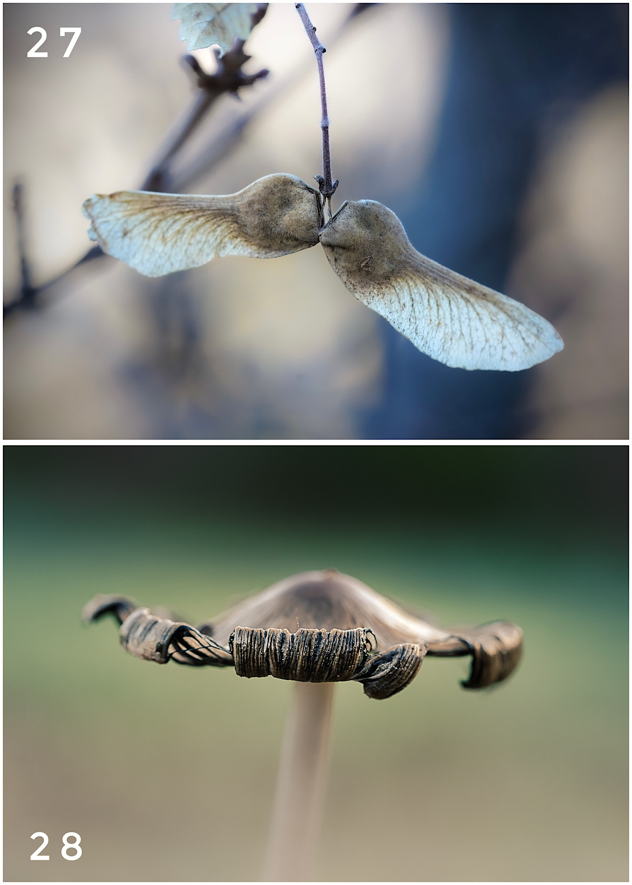 Cartes postales toucher peau de pêche nature, paysages, macro par Sandy Berthaud Photographie