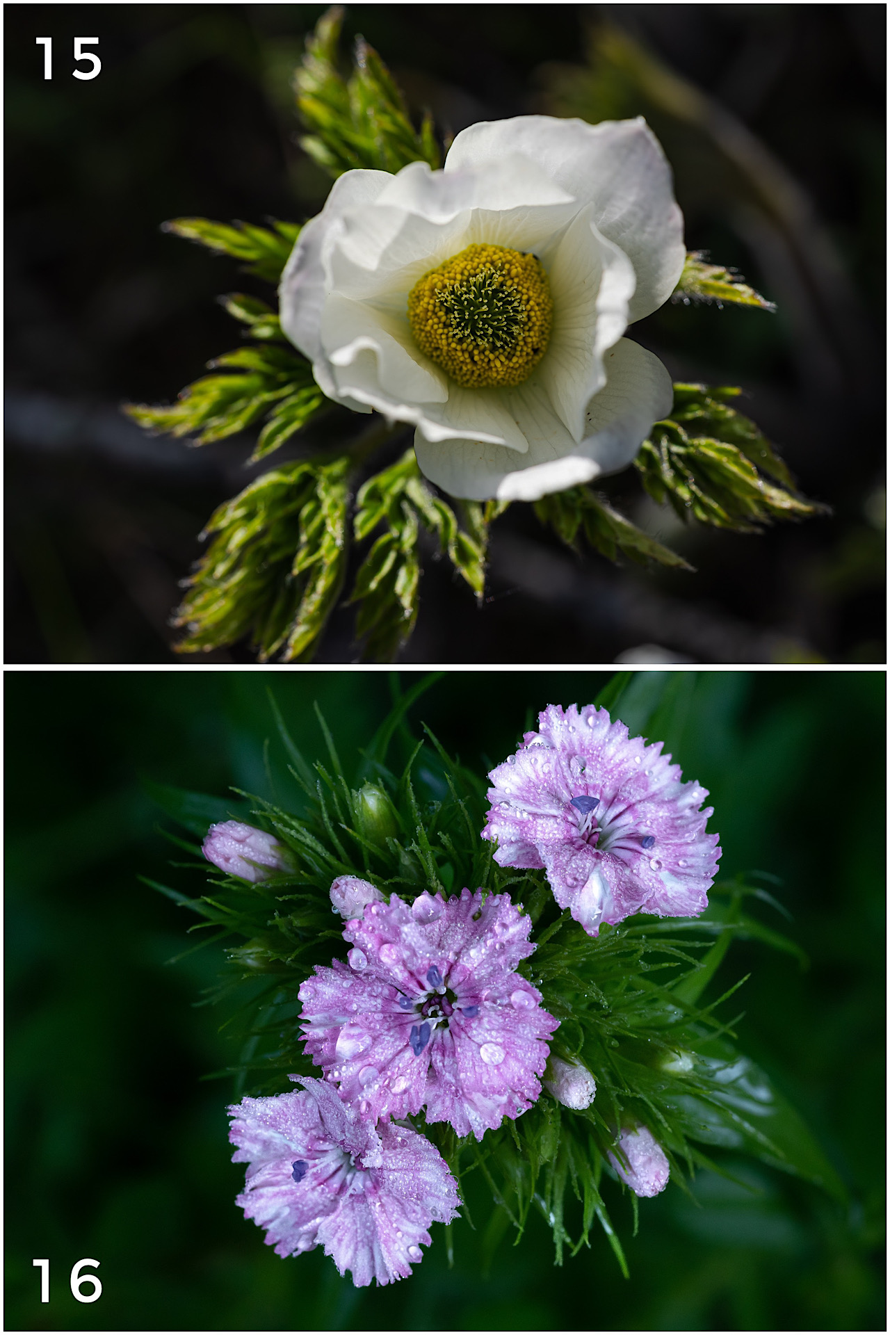 Cartes postales toucher peau de pêche nature, paysages, macro par Sandy Berthaud Photographie