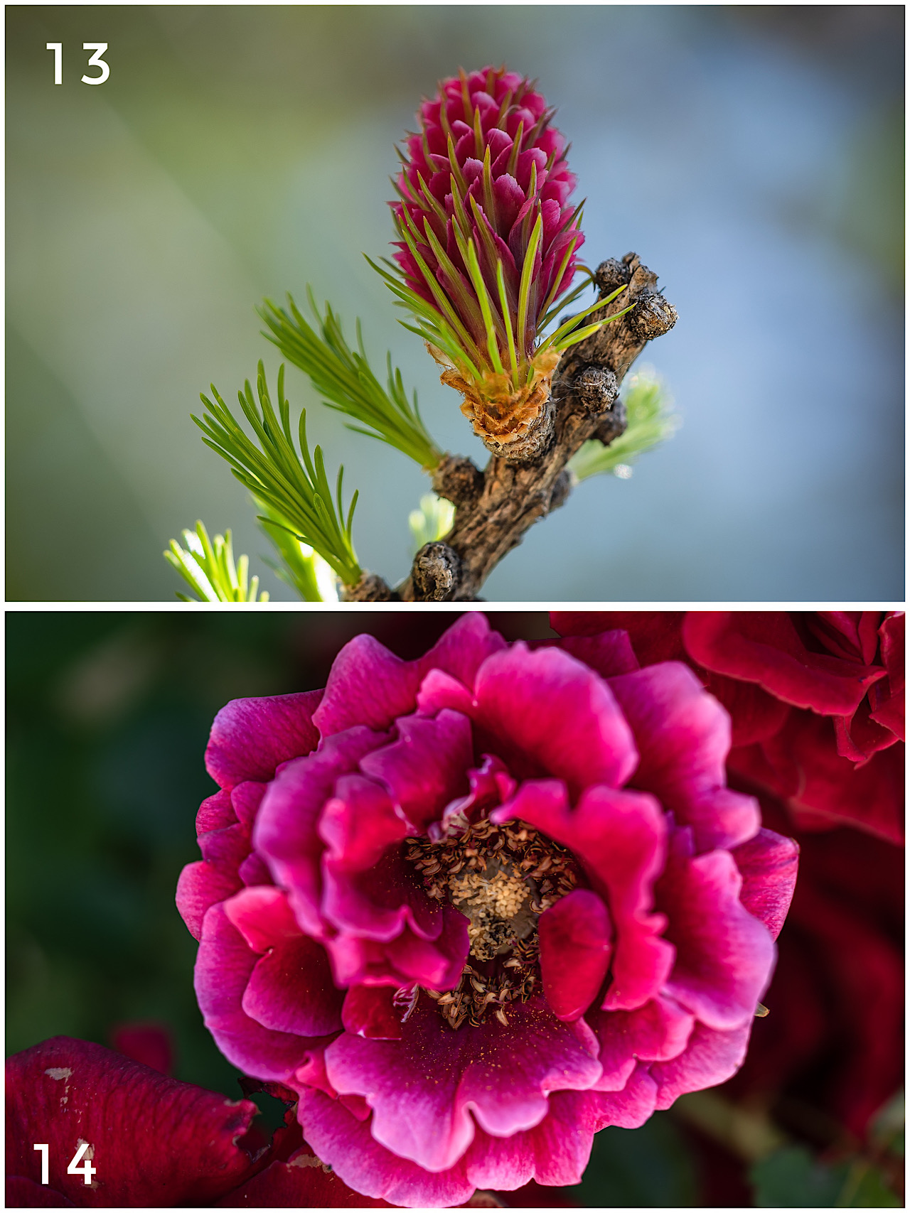 Cartes postales toucher peau de pêche nature, paysages, macro par Sandy Berthaud Photographie