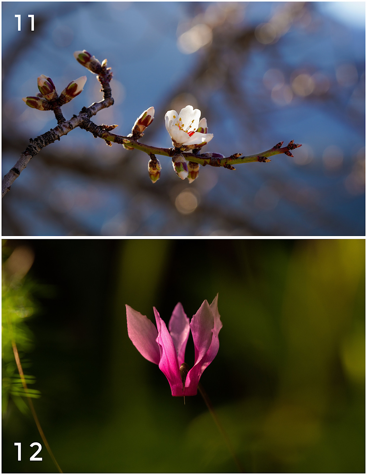 Cartes postales toucher peau de pêche nature, paysages, macro par Sandy Berthaud Photographie