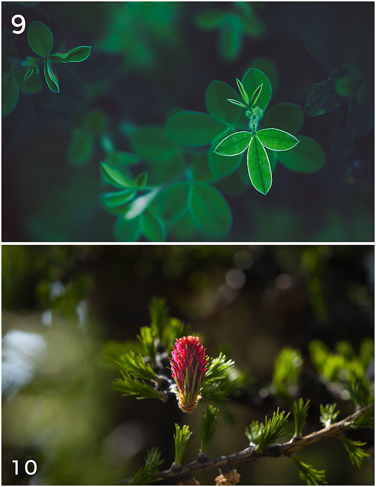 Cartes postales toucher peau de pêche nature, paysages, macro par Sandy Berthaud Photographie
