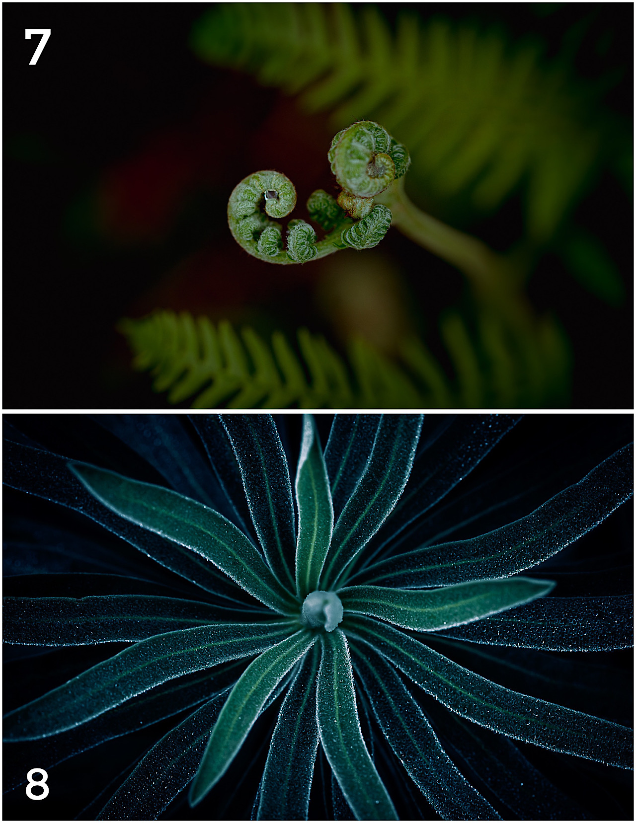 Cartes postales toucher peau de pêche nature, paysages, macro par Sandy Berthaud Photographie