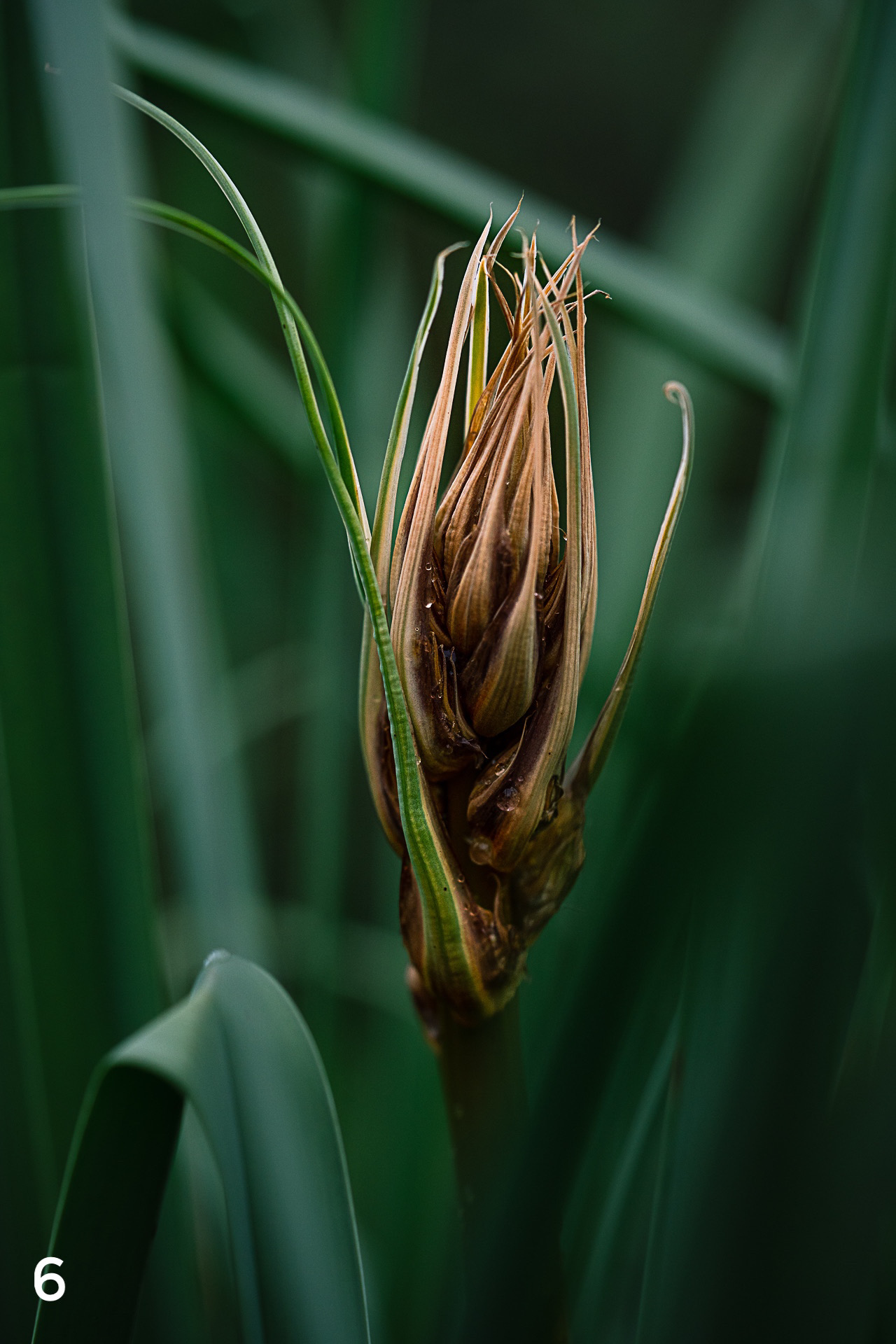 Cartes postales toucher peau de pêche nature, paysages, macro par Sandy Berthaud Photographie