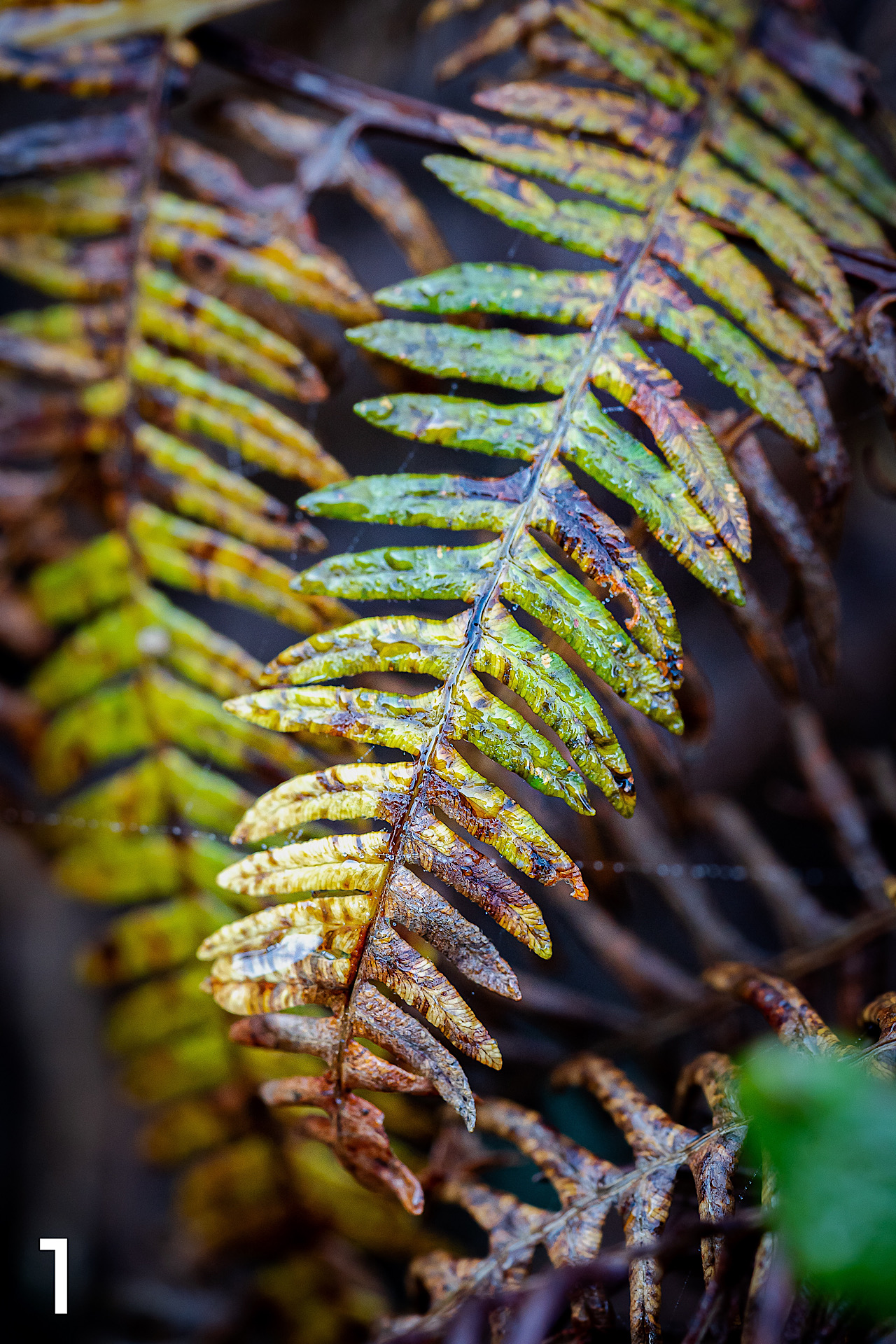 Cartes postales toucher peau de pêche nature, paysages, macro par Sandy Berthaud Photographie