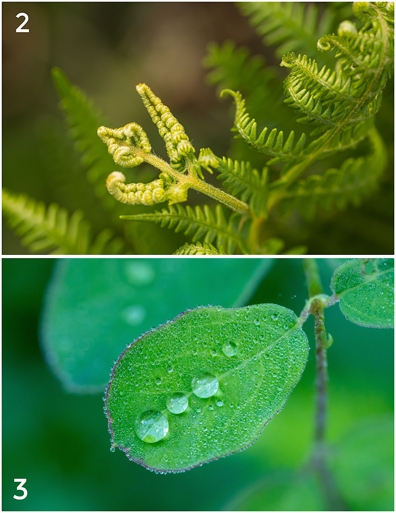 Cartes postales toucher peau de pêche nature, paysages, macro par Sandy Berthaud Photographie