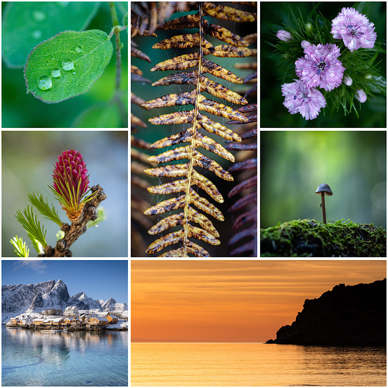 Cartes postales toucher peau de pêche nature, paysages, macro par Sandy Berthaud Photographie