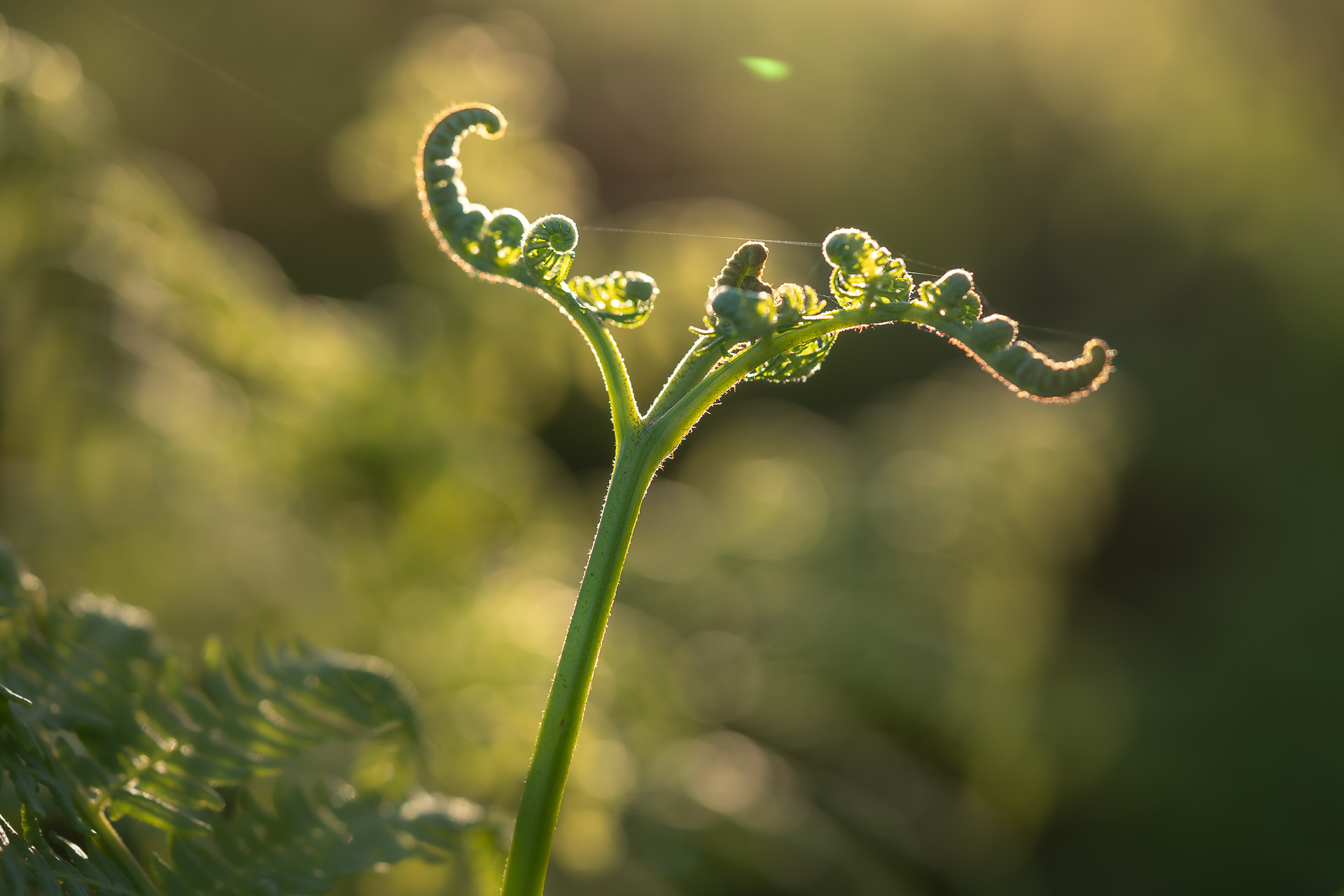 Photographie nature par Sandy Berthaud photographie