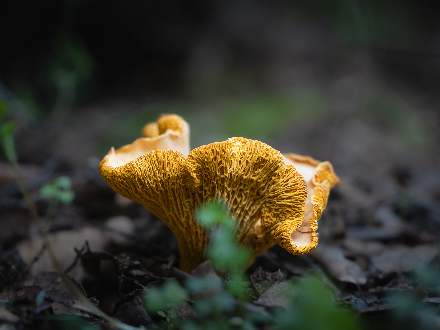 Photographie de champignon par Sandy Berthaud photographie