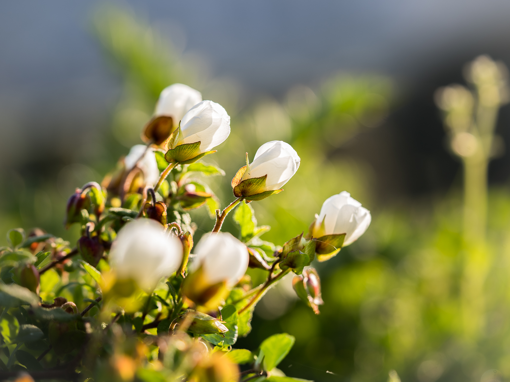 Photographie de fleurs par Sandy Berthaud photographie