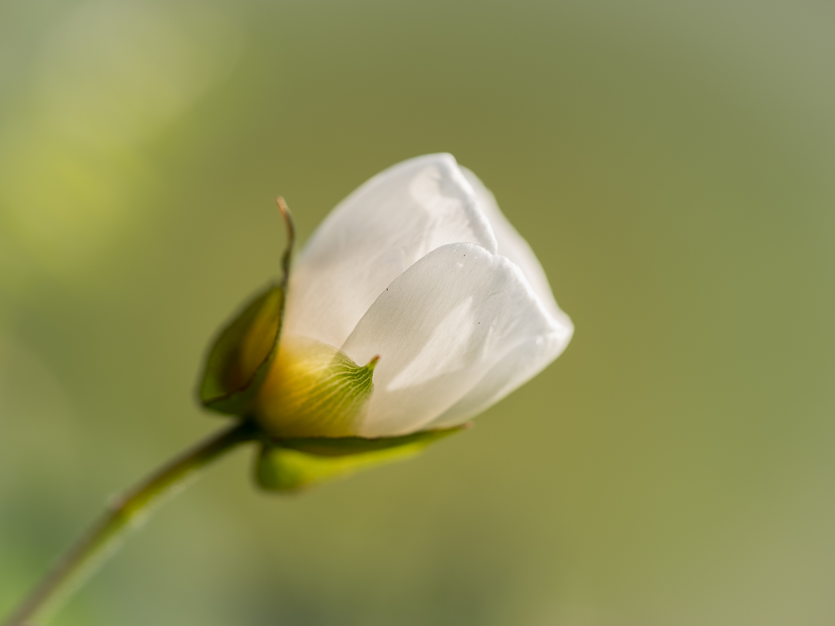 Photographie de fleurs par Sandy Berthaud photographie