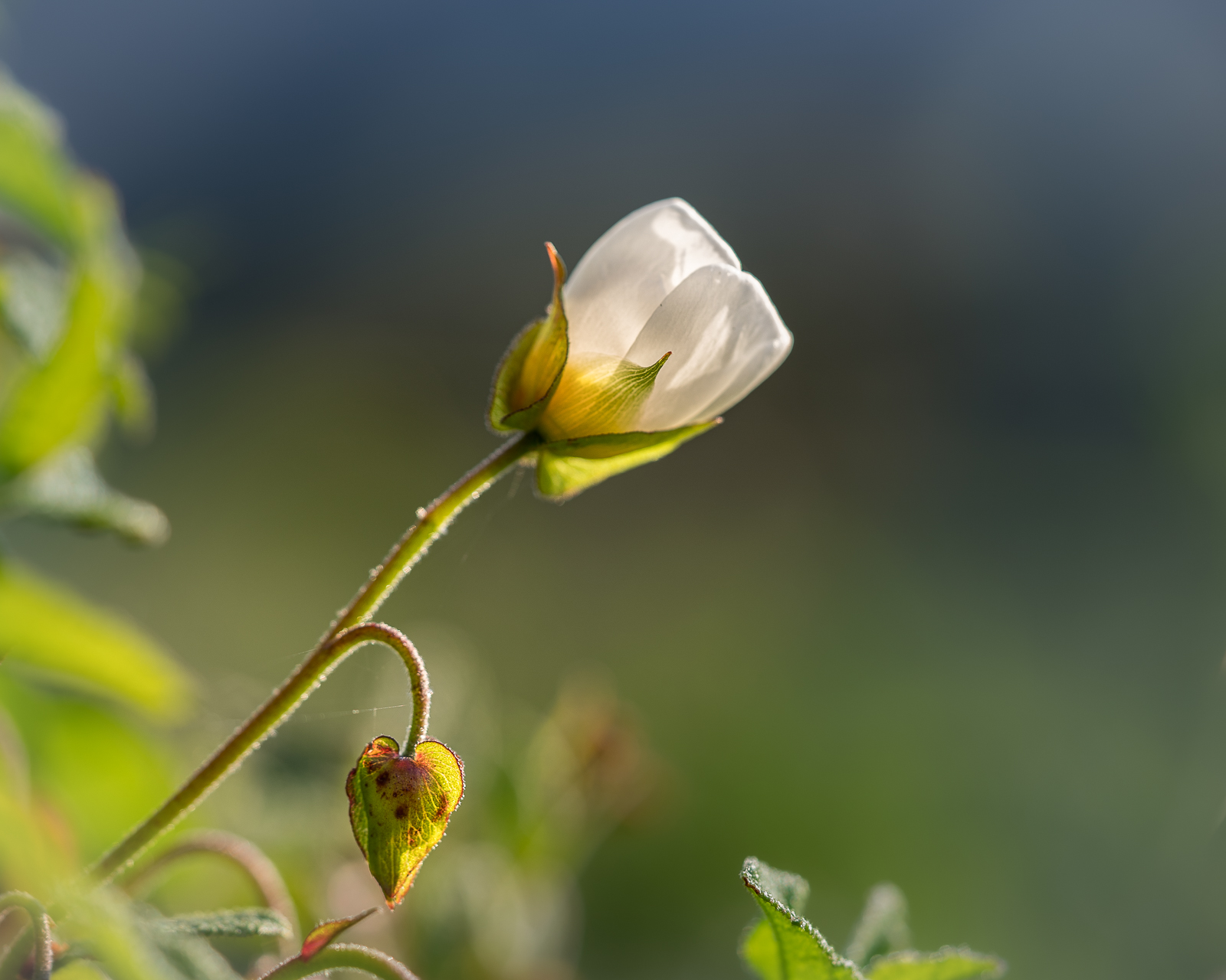 Photographie de fleurs par Sandy Berthaud photographie